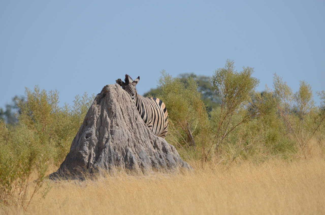 [23020] 2016_06_30_02_16_54_Africa_NIKON_D5100_IMG__05263.jpg