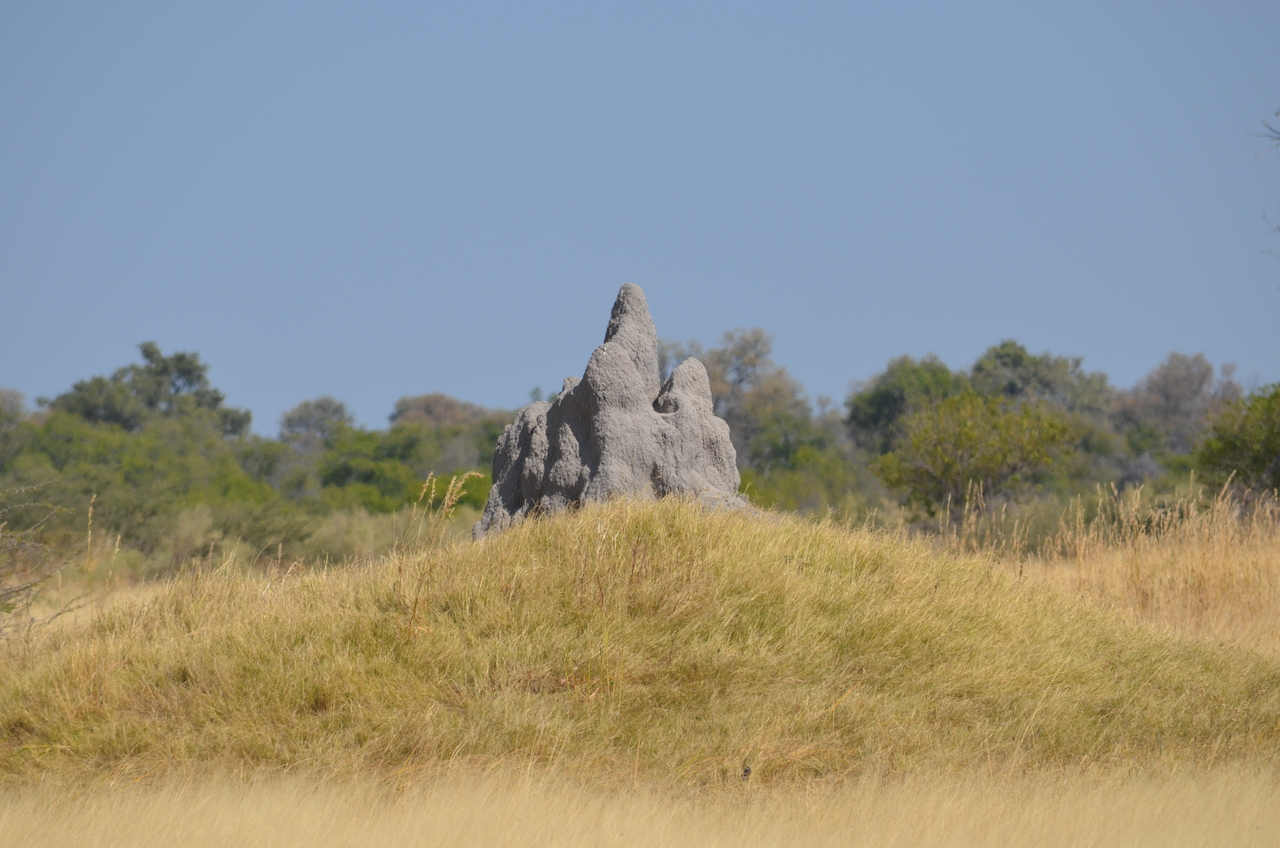 [23155] 2016_06_30_02_34_12_Africa_NIKON_D5100_IMG__00643.jpg