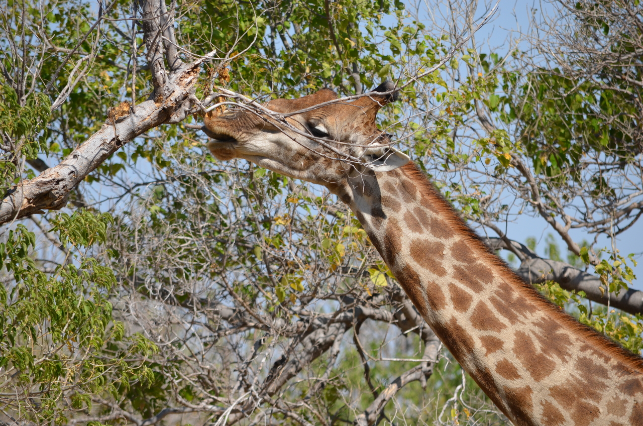 [23165] 2016_06_30_02_39_43_Africa_NIKON_D5100_IMG__00648.jpg