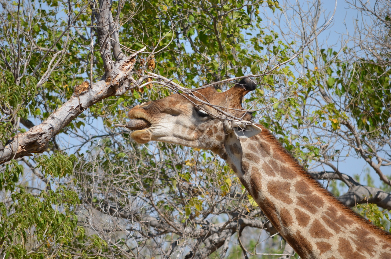 [23170] 2016_06_30_02_39_47_Africa_NIKON_D5100_IMG__05272.jpg