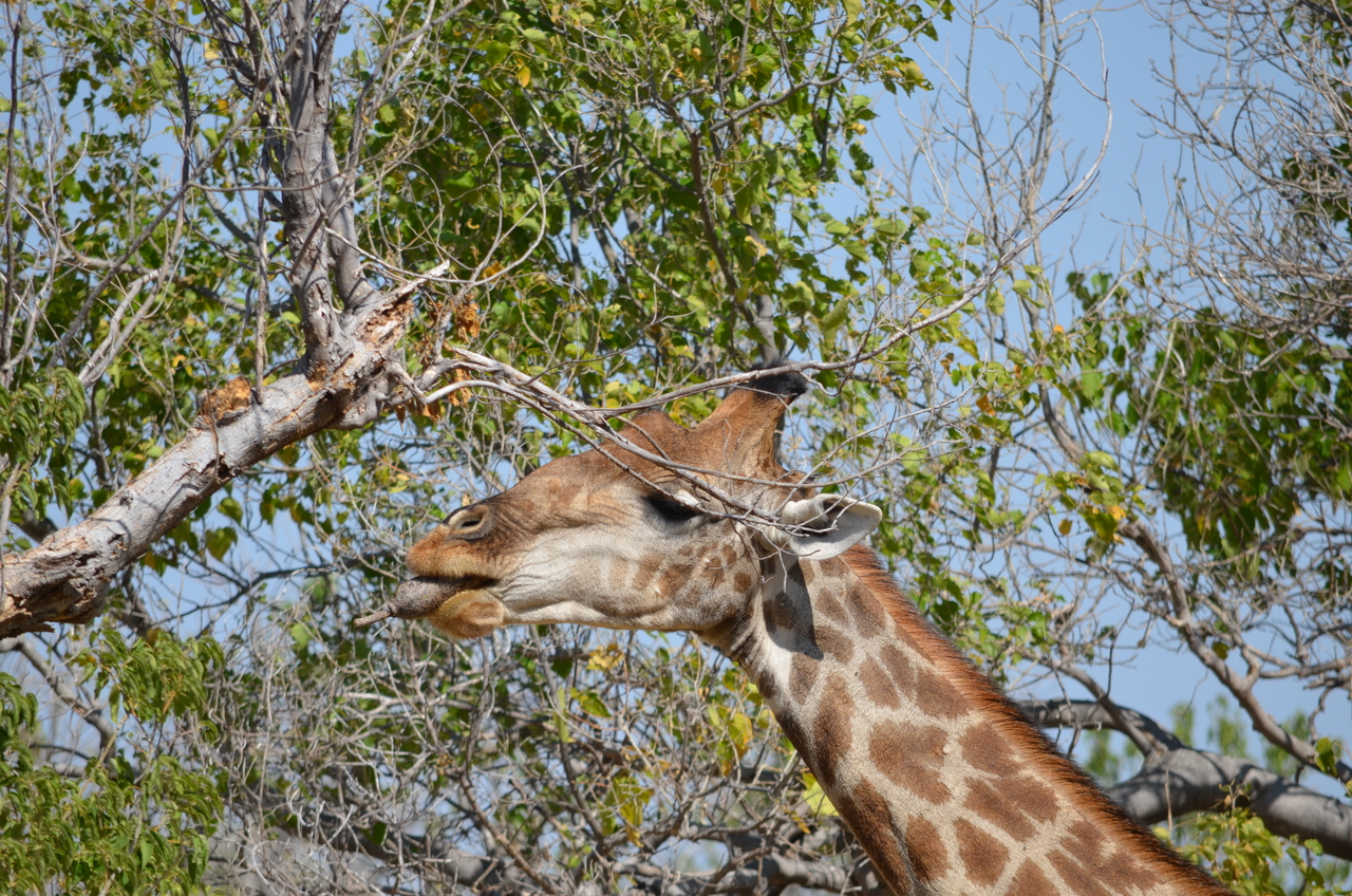 [23178] 2016_06_30_02_40_07_Africa_NIKON_D5100_IMG__05276.jpg