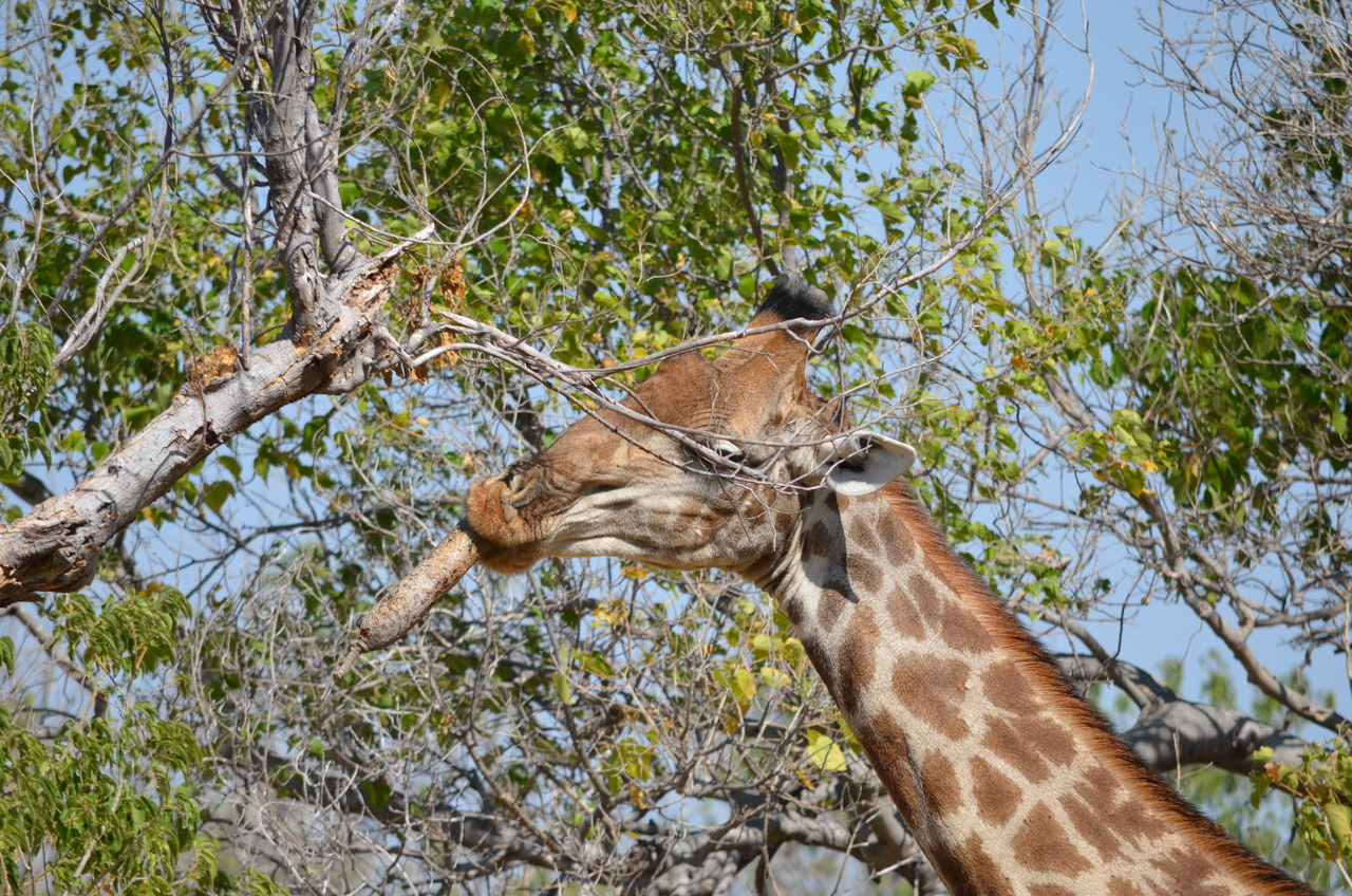 [23186] 2016_06_30_02_40_11_Africa_NIKON_D5100_IMG__05280.jpg