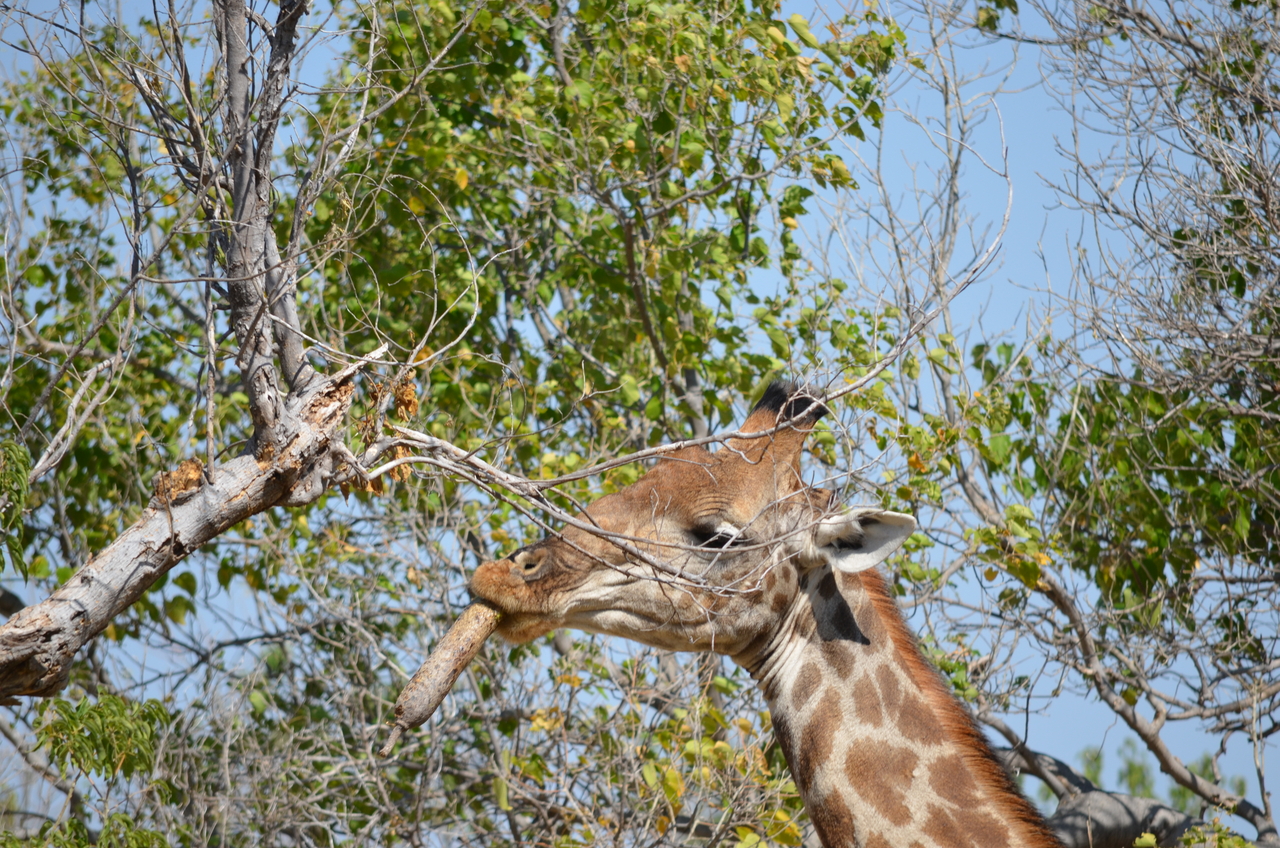 [23188] 2016_06_30_02_40_12_Africa_NIKON_D5100_IMG__05281.jpg