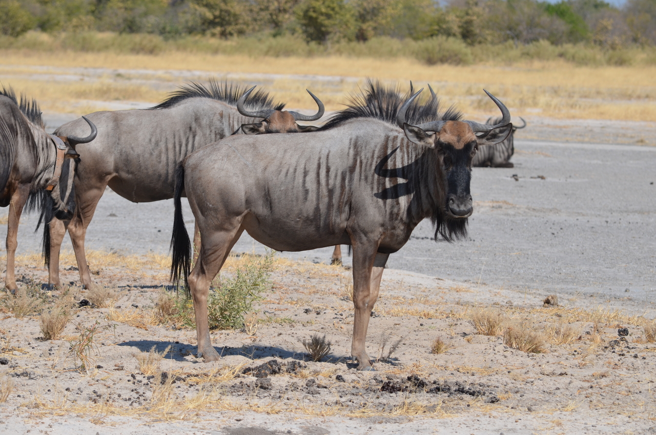 [23195] 2016_06_30_02_46_36_Africa_NIKON_D5100_IMG__00663.jpg