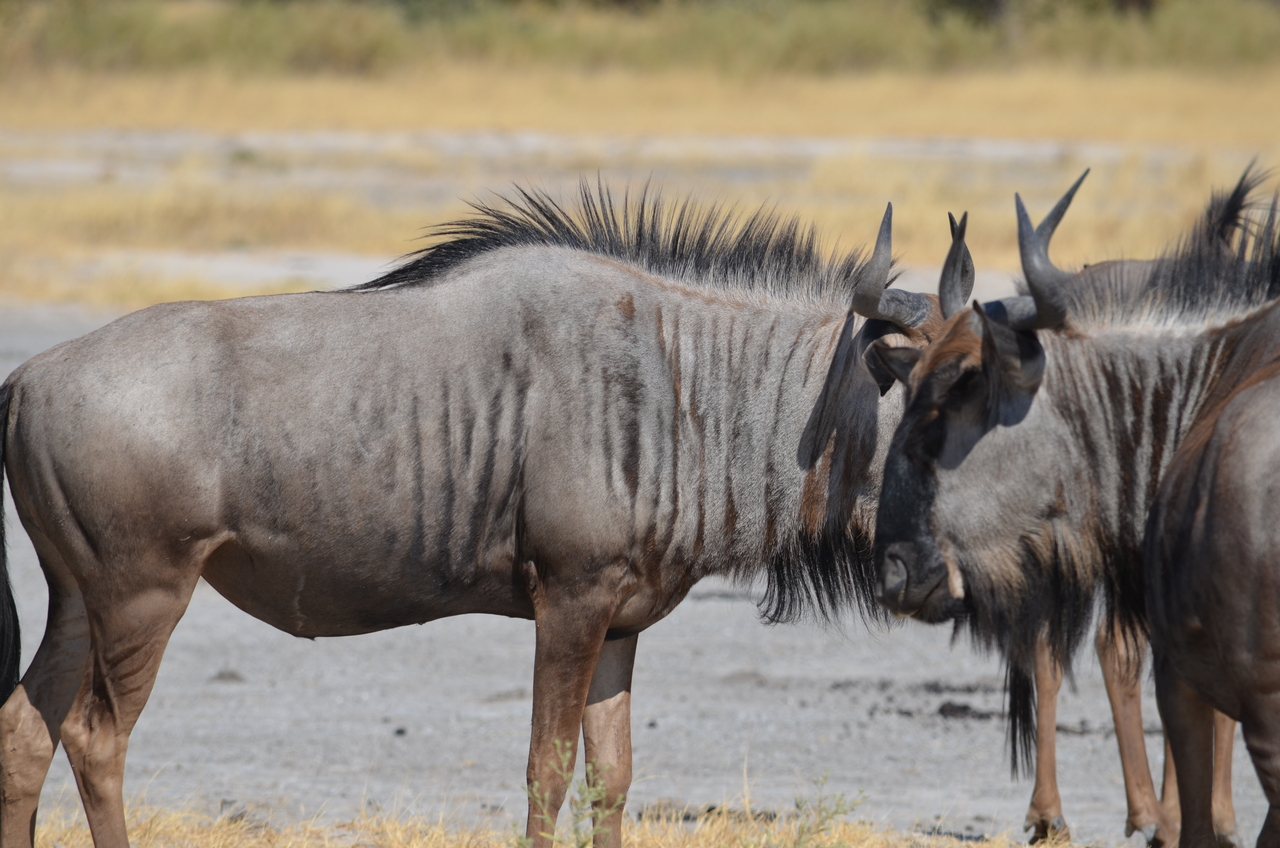 [23200] 2016_06_30_02_47_00_Africa_NIKON_D5100_IMG__05287.jpg