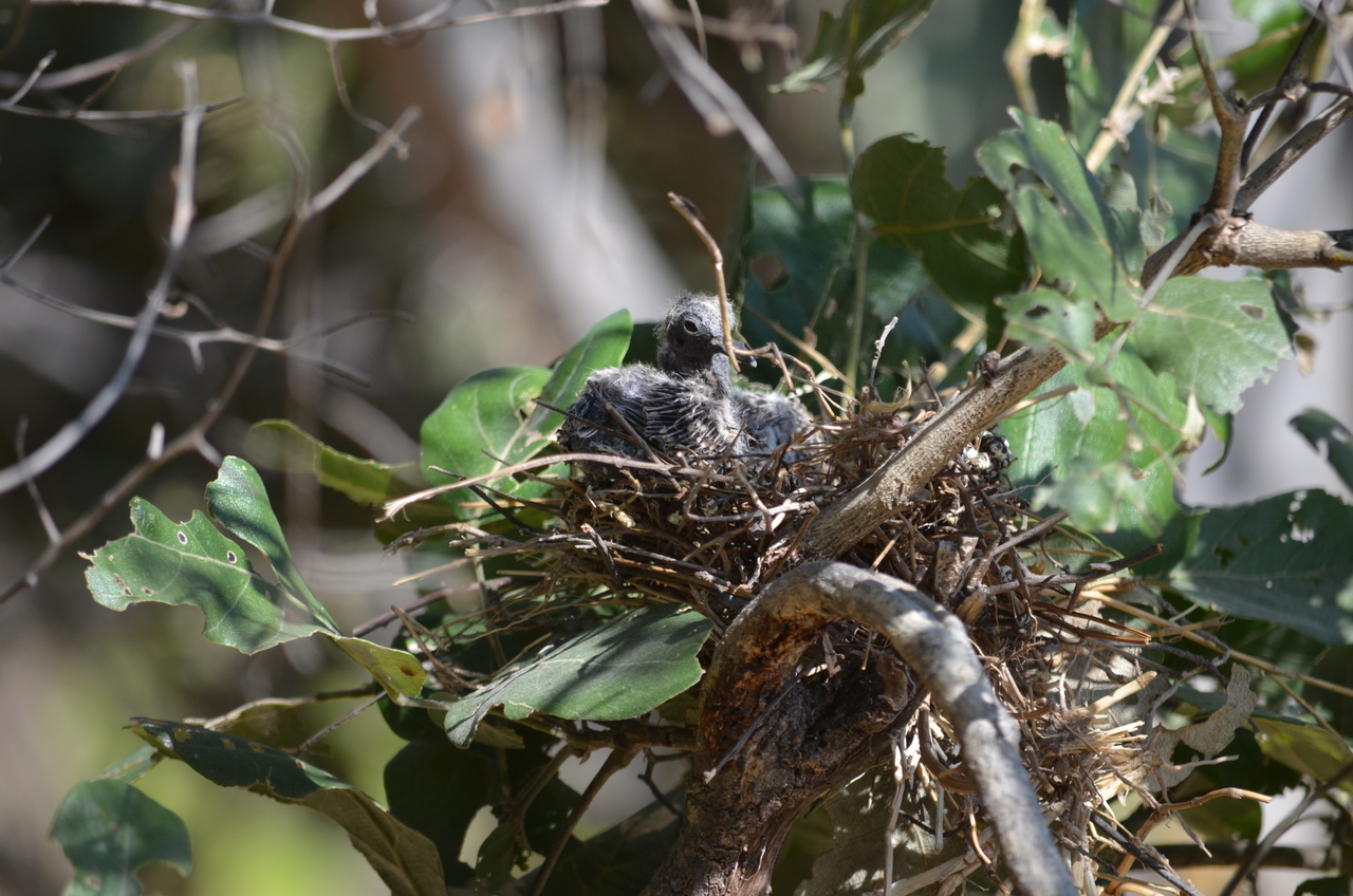 [23484] 2016_06_30_04_12_03_Africa_NIKON_D5100_IMG__00668.jpg