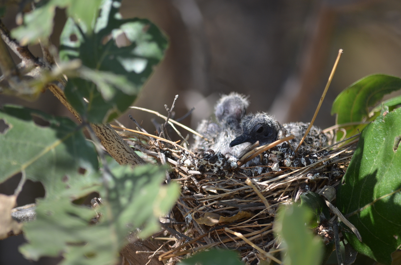 [23490] 2016_06_30_04_13_05_Africa_NIKON_D5100_IMG__00671.jpg