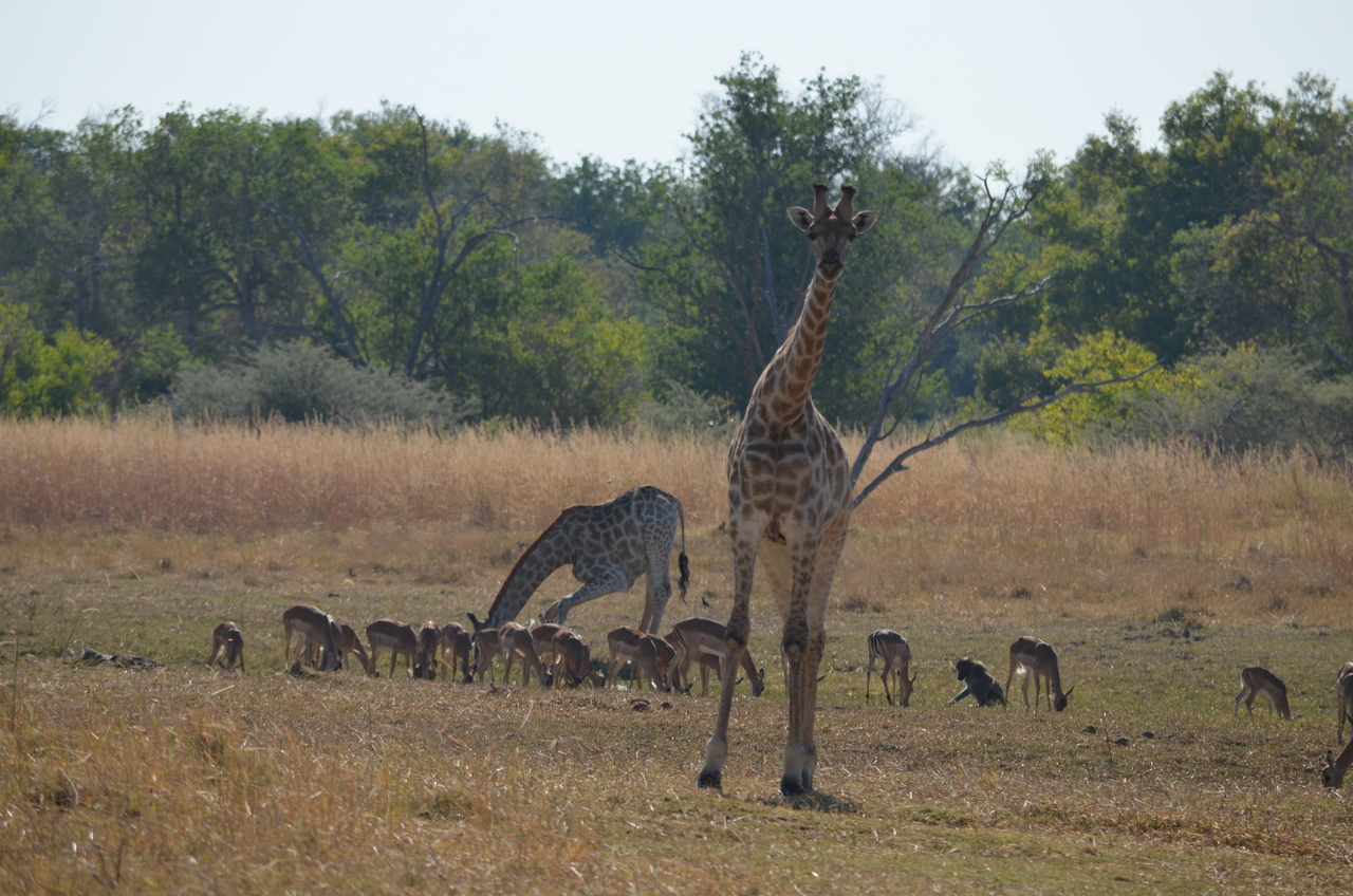 [23678] 2016_06_30_05_02_52_Africa_NIKON_D5100_IMG__05313.jpg