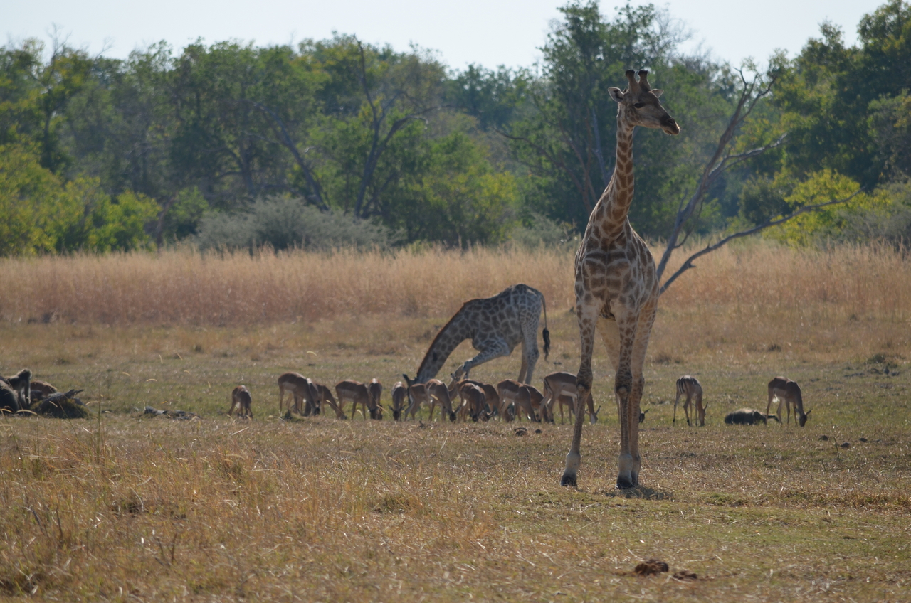 [23680] 2016_06_30_05_02_55_Africa_NIKON_D5100_IMG__05314.jpg