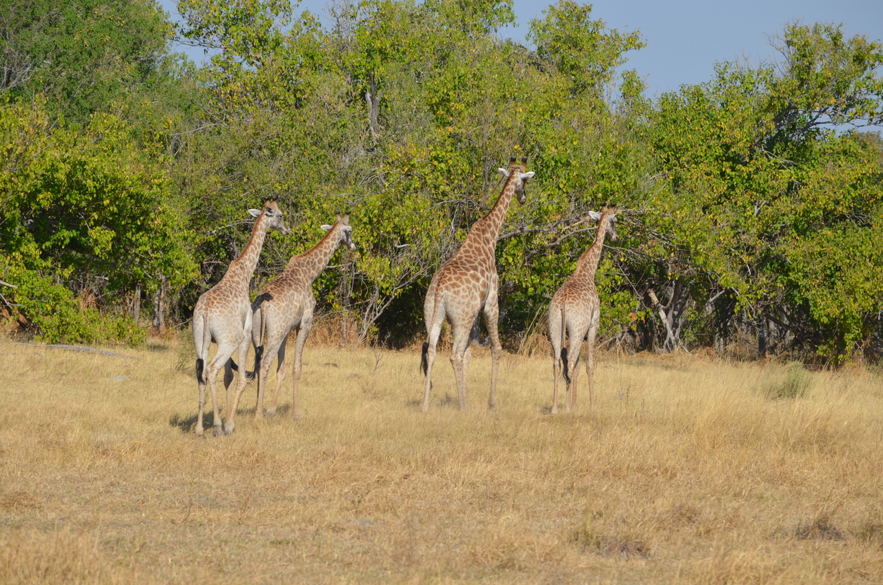 [23704] 2016_06_30_05_03_13_Africa_NIKON_D5100_IMG__00694.jpg