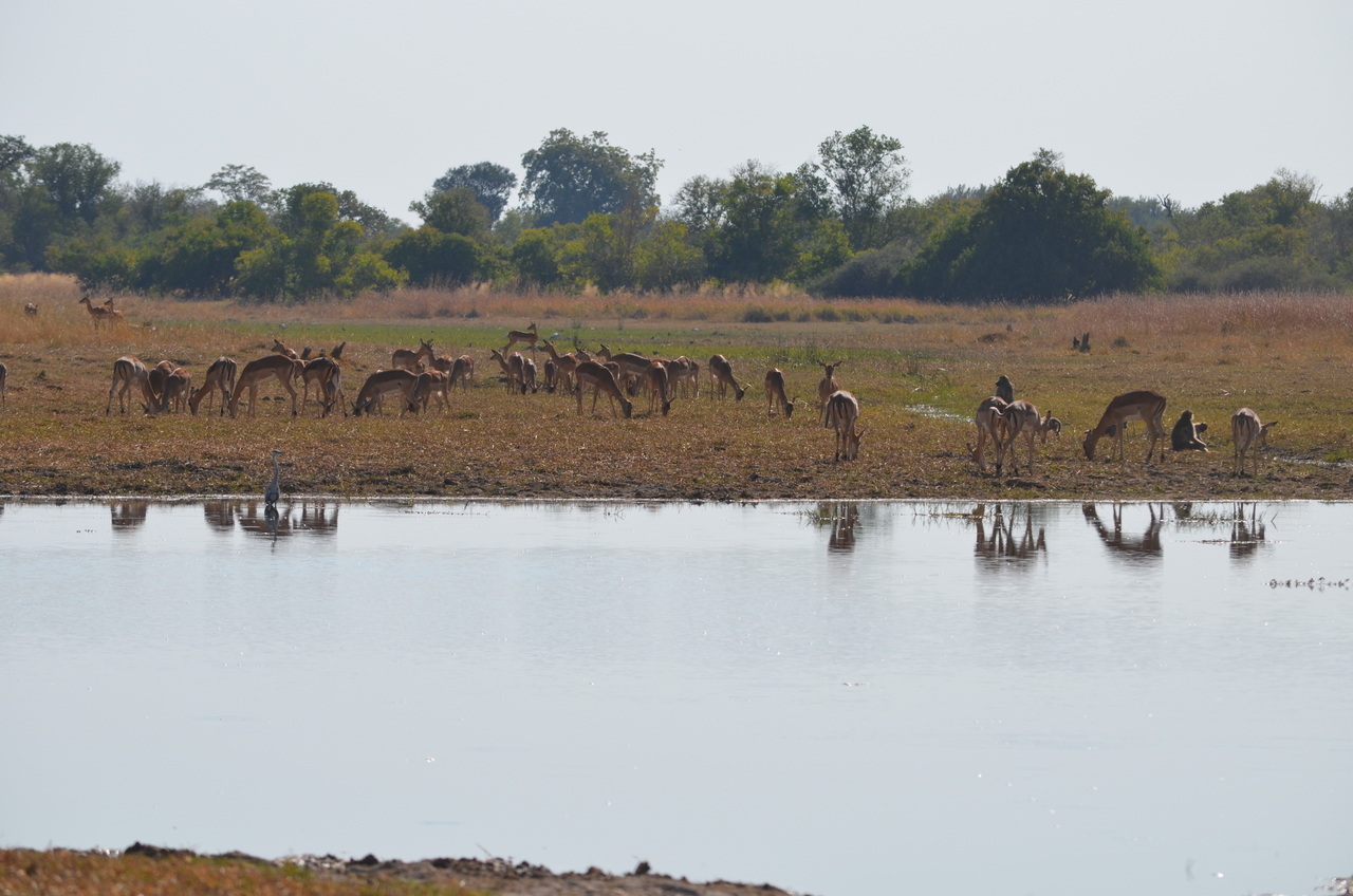 [23724] 2016_06_30_05_04_17_Africa_NIKON_D5100_IMG__00695.jpg