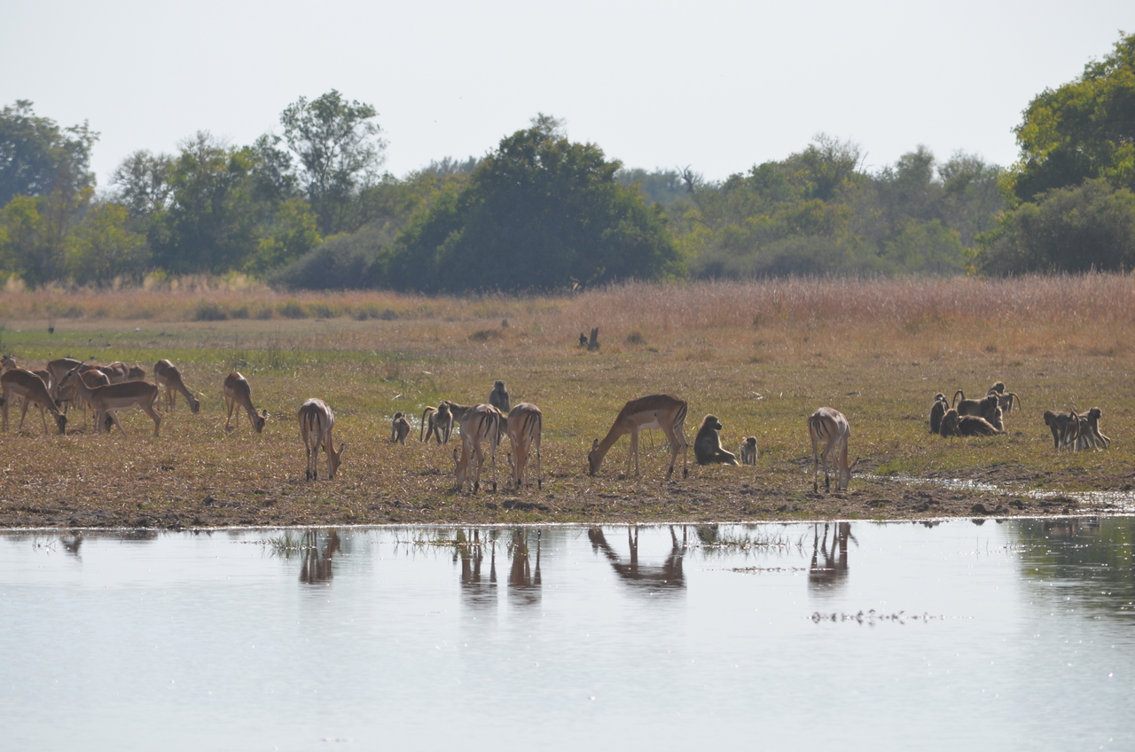 [23726] 2016_06_30_05_04_21_Africa_NIKON_D5100_IMG__00696.jpg