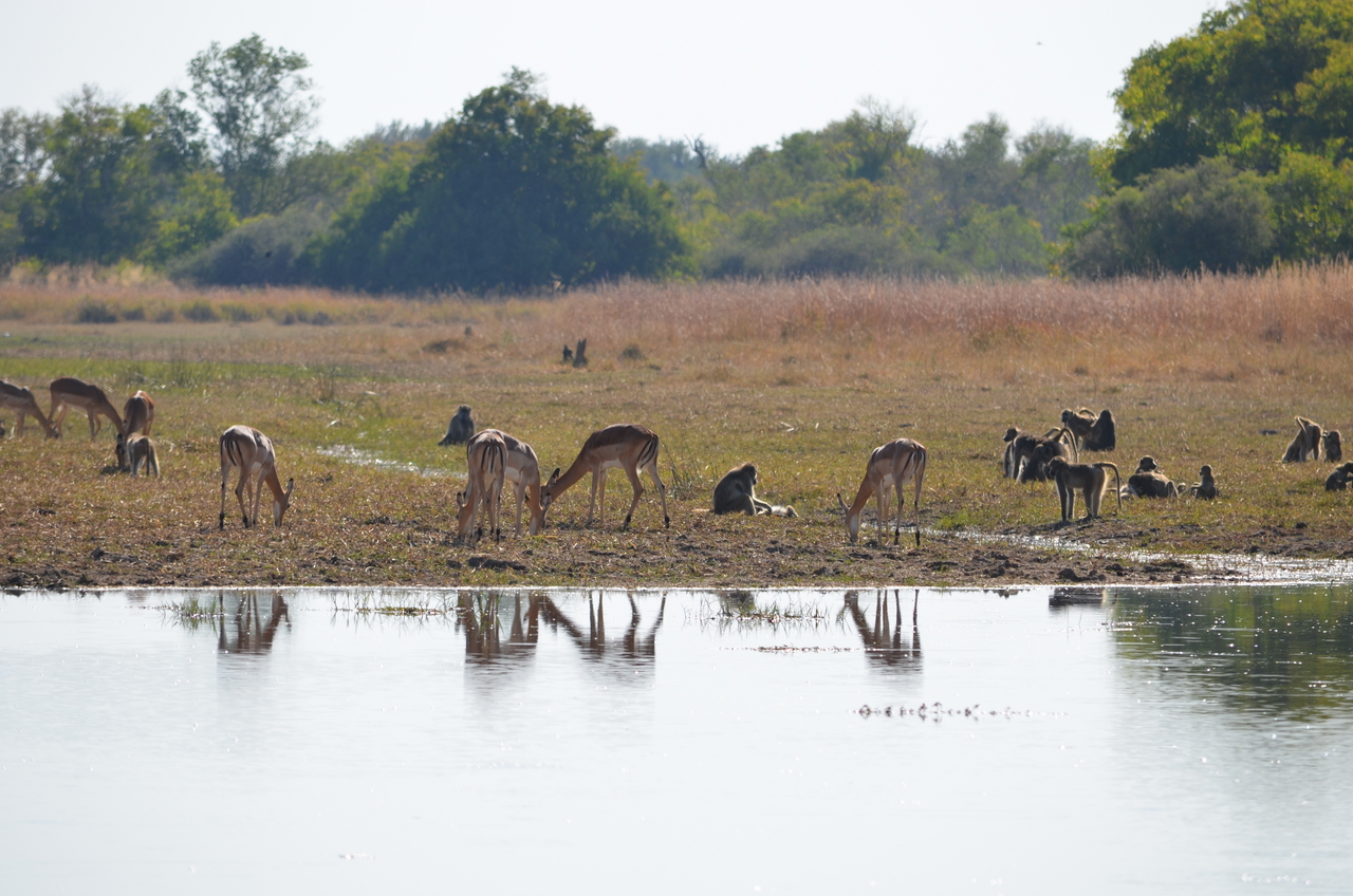 [23730] 2016_06_30_05_05_01_Africa_NIKON_D5100_IMG__00698.jpg