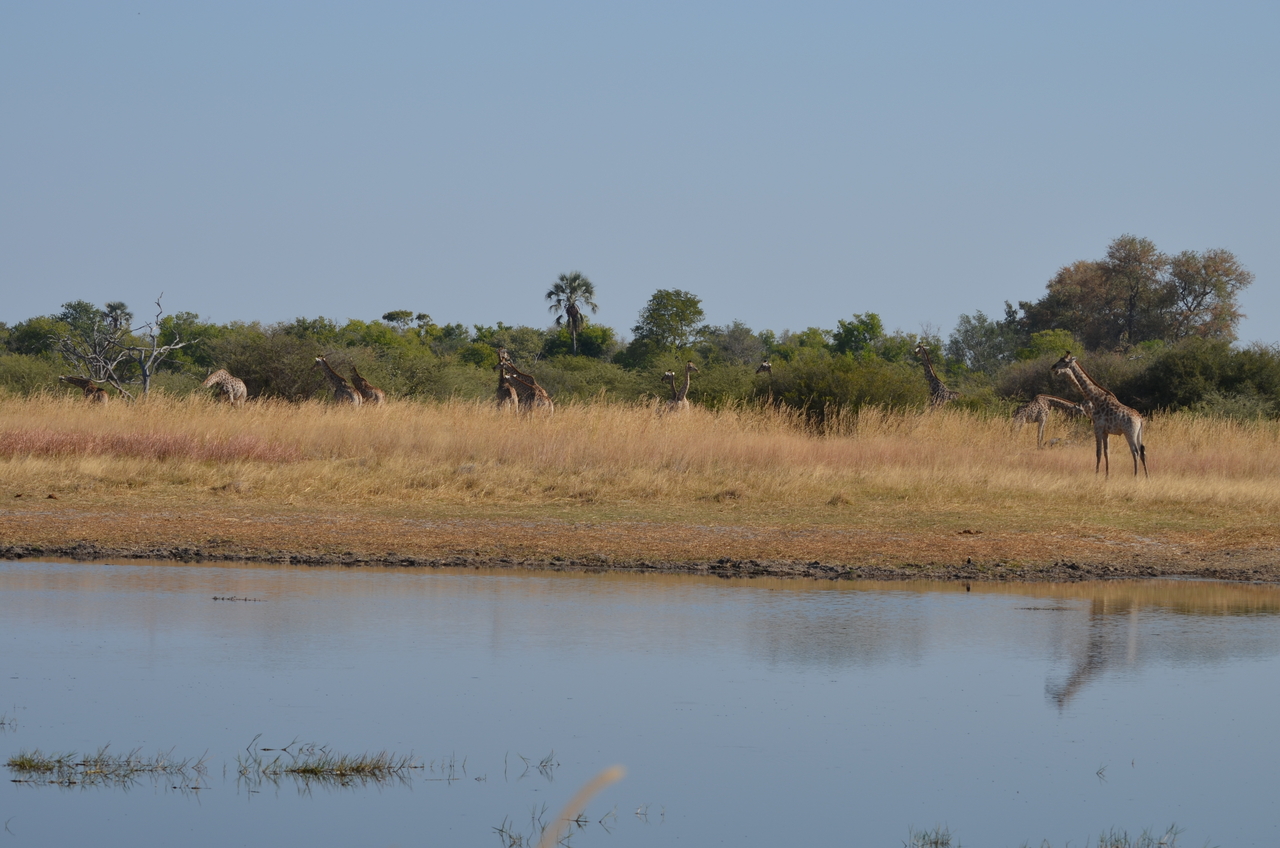 [23736] 2016_06_30_05_07_48_Africa_NIKON_D5100_IMG__00701.jpg