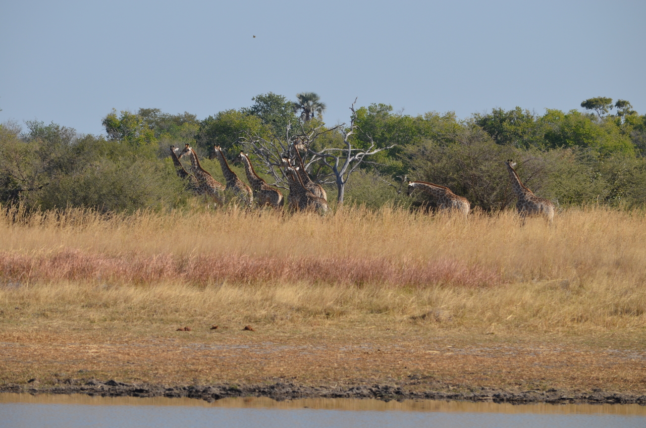 [23740] 2016_06_30_05_08_51_Africa_NIKON_D5100_IMG__00703.jpg