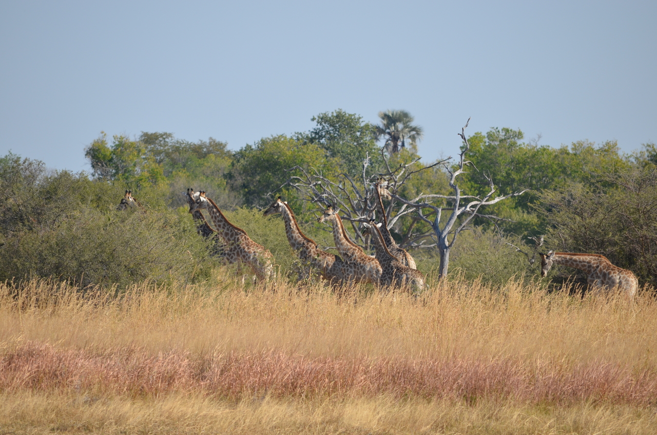 [23742] 2016_06_30_05_08_56_Africa_NIKON_D5100_IMG__00704.jpg