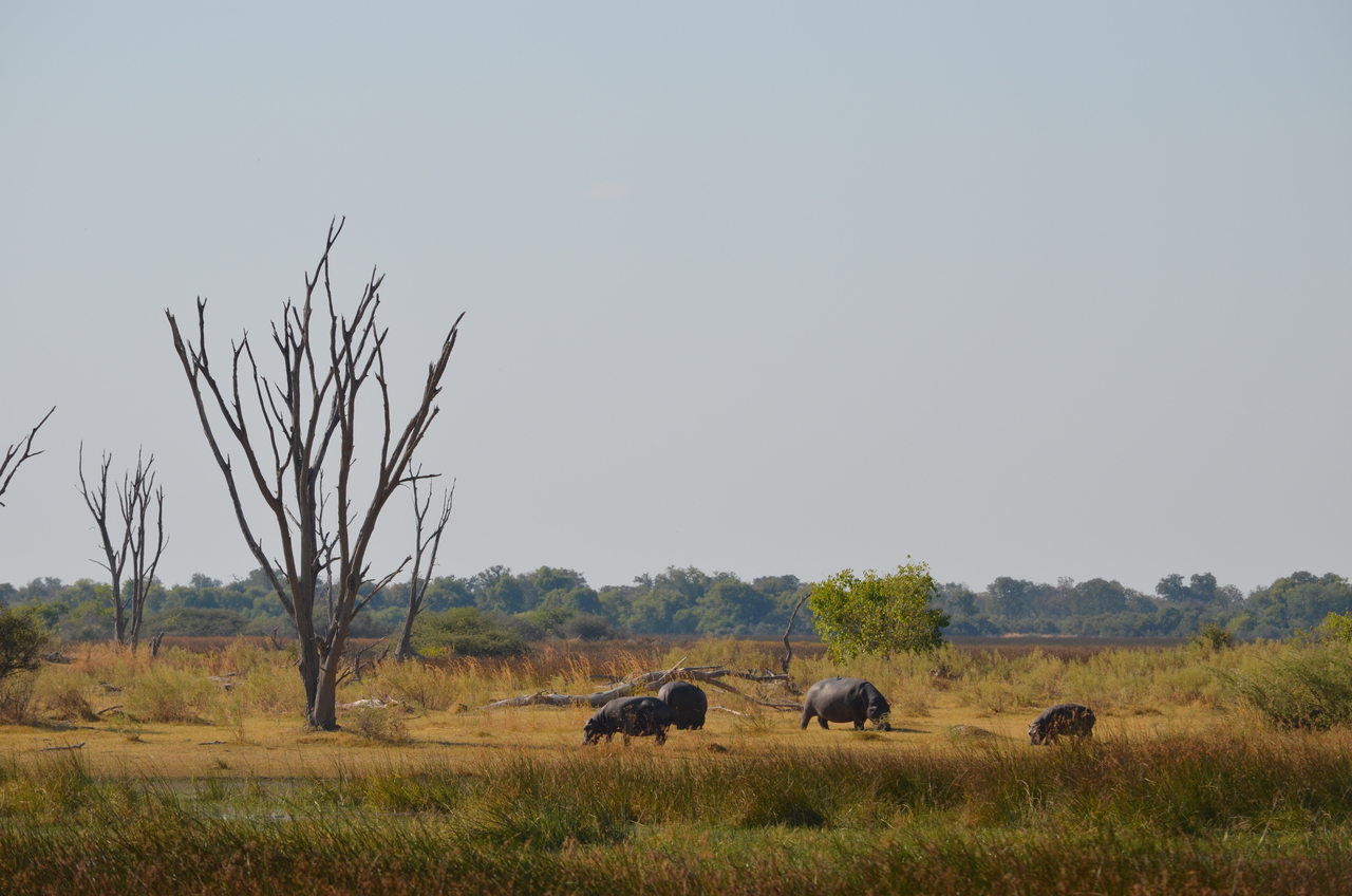 [23771] 2016_06_30_05_13_15_Africa_NIKON_D5100_IMG__00708.jpg