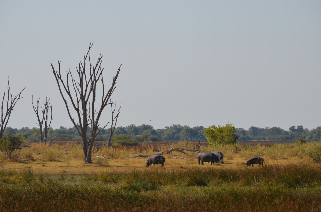 [23774] 2016_06_30_05_13_38_Africa_NIKON_D5100_IMG__05331.jpg