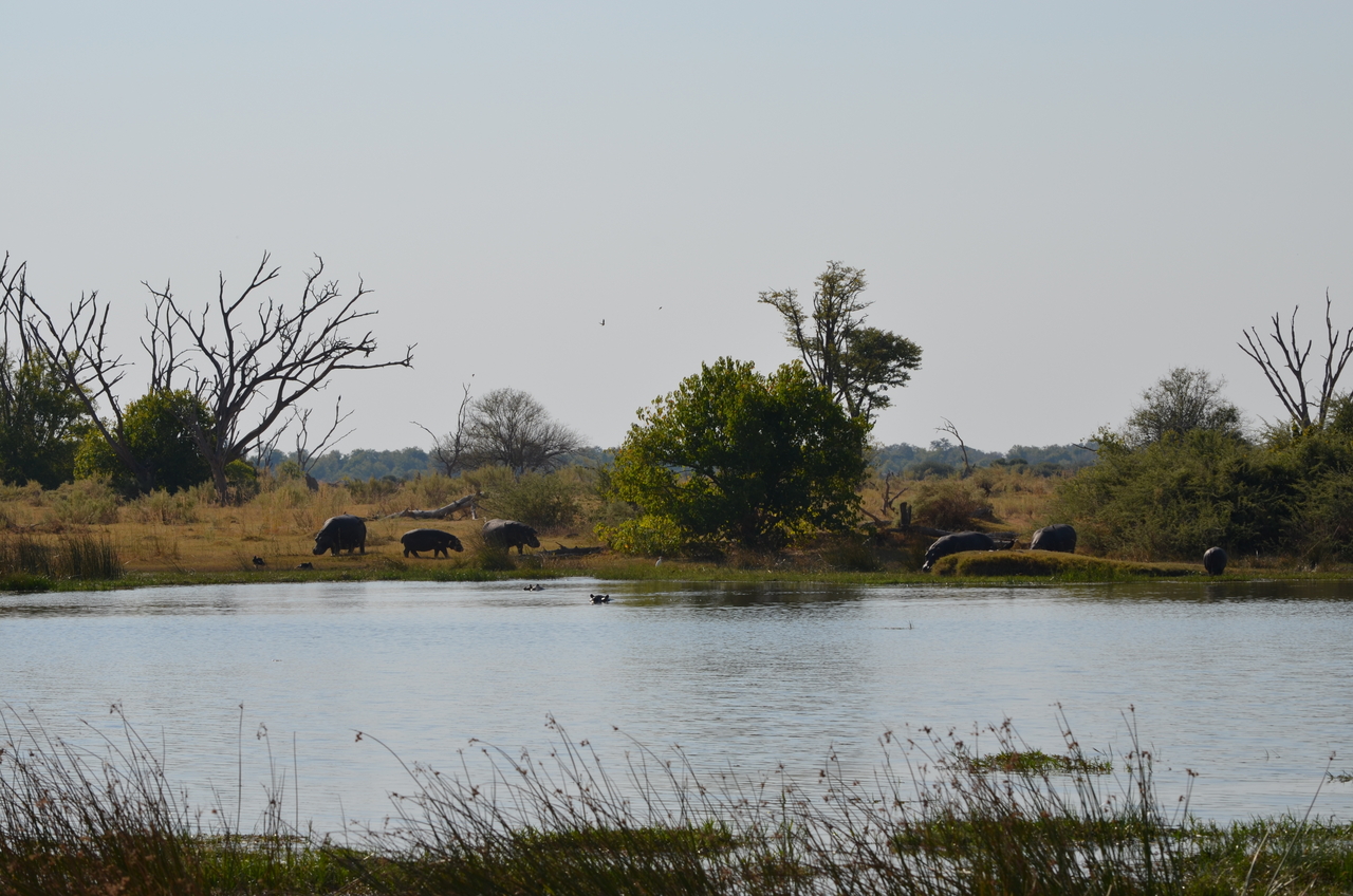 [23784] 2016_06_30_05_17_23_Africa_NIKON_D5100_IMG__05336.jpg