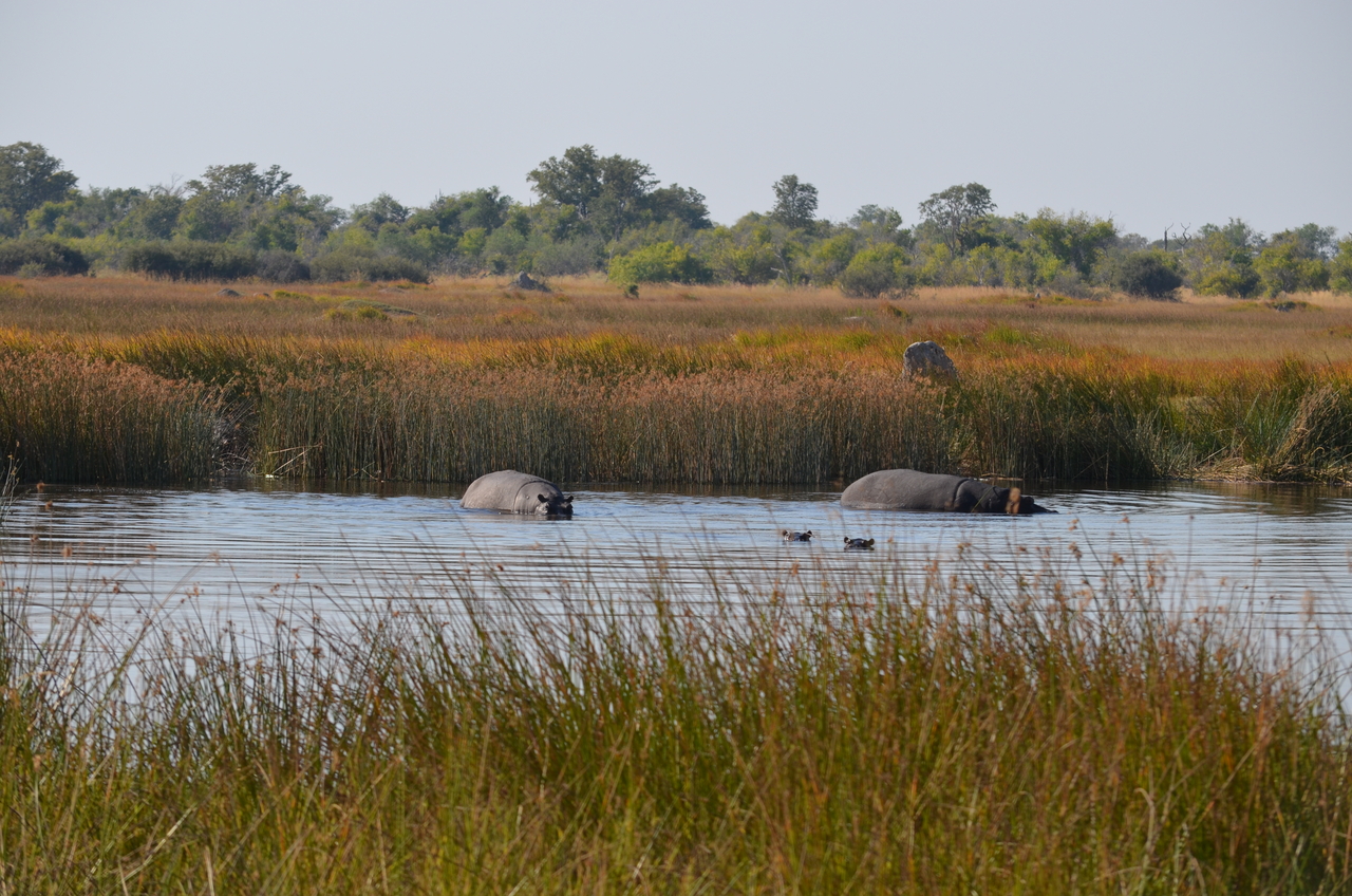 [23924] 2016_06_30_05_27_35_Africa_NIKON_D5100_IMG__05340.jpg