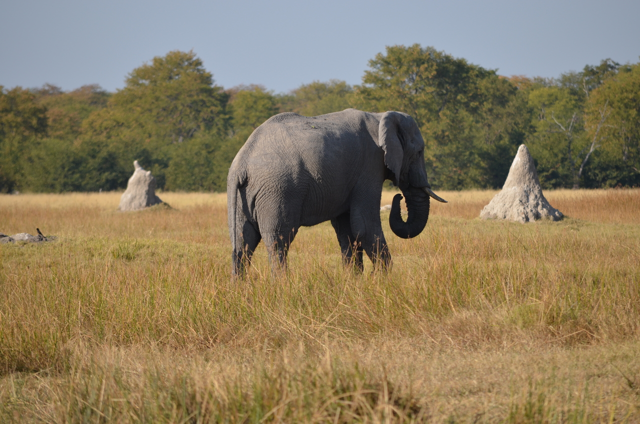 [24469] 2016_06_30_06_06_05_Africa_NIKON_D5100_IMG__00721.jpg