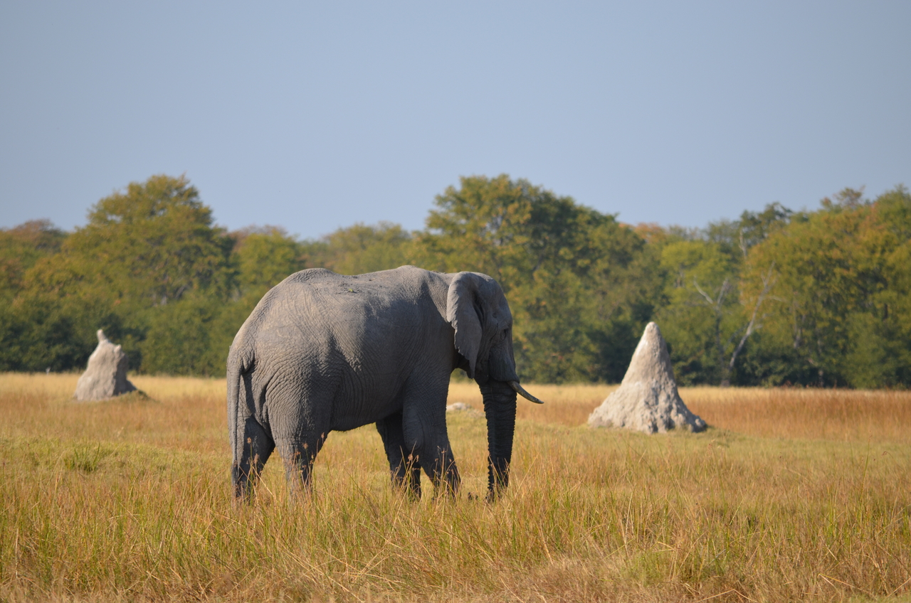 [24478] 2016_06_30_06_06_12_Africa_NIKON_D5100_IMG__00724.jpg