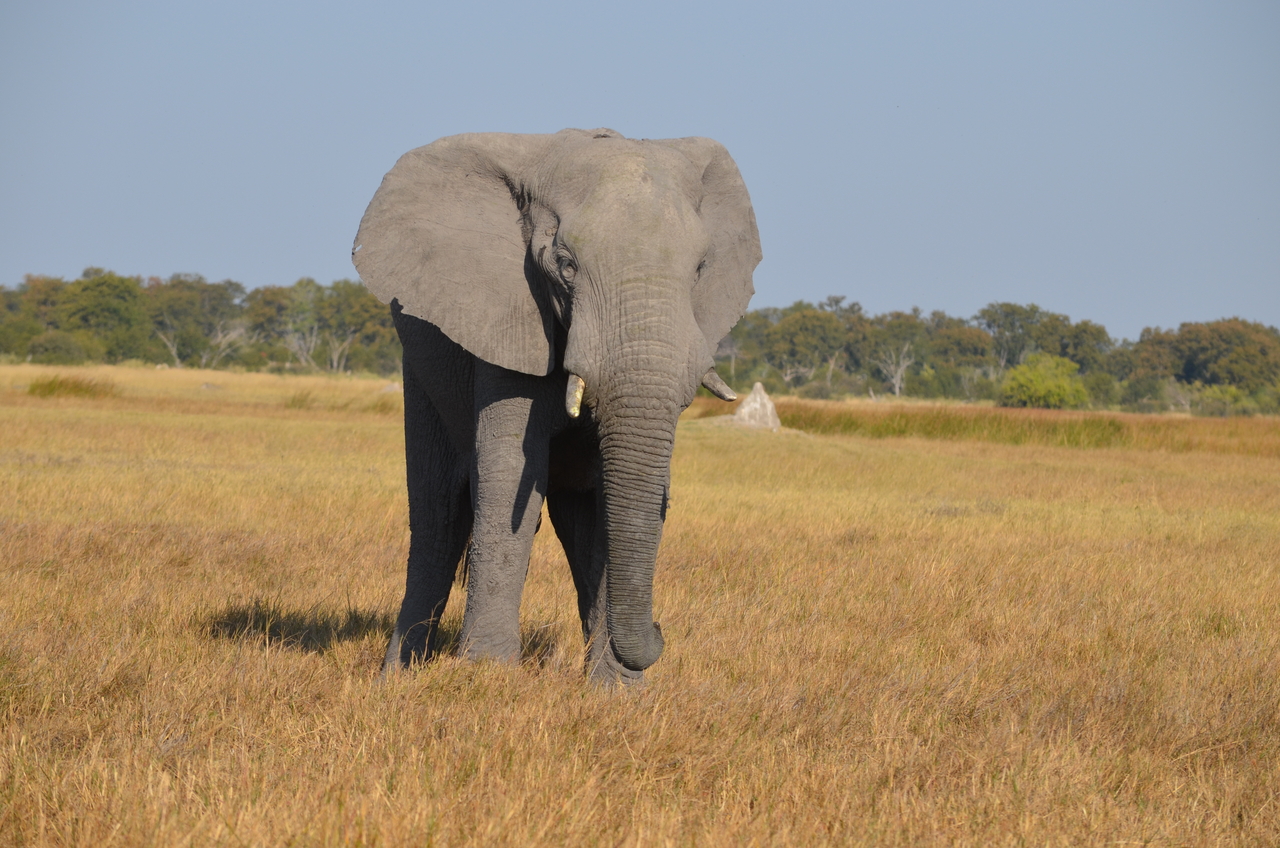 [24484] 2016_06_30_06_07_52_Africa_NIKON_D5100_IMG__00727.jpg