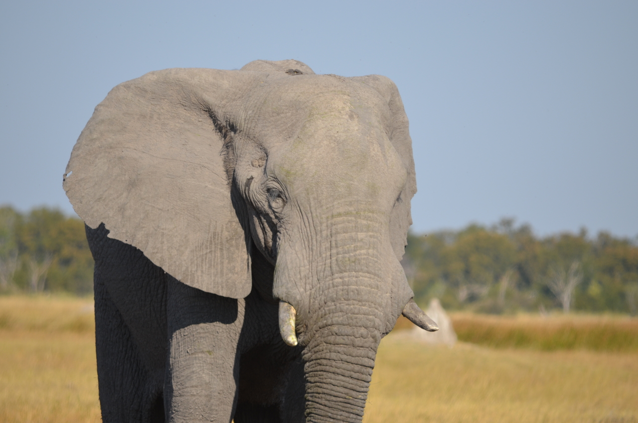 [24494] 2016_06_30_06_08_00_Africa_NIKON_D5100_IMG__00732.jpg