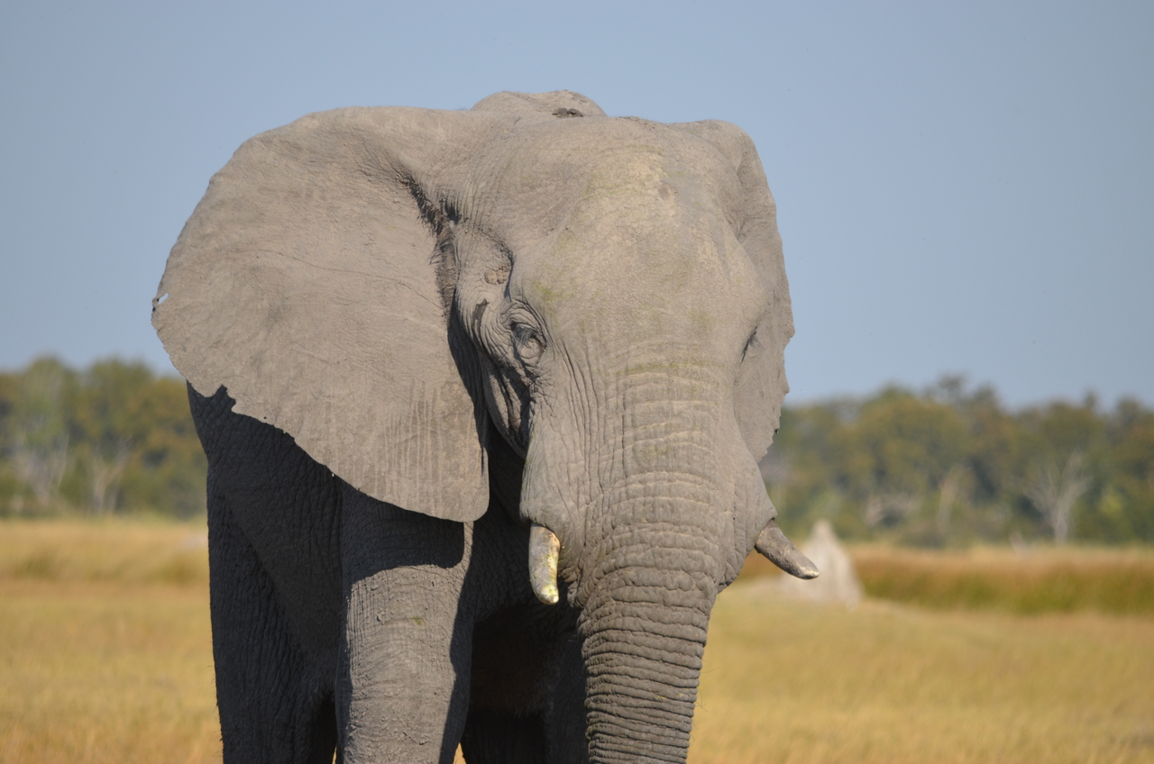 [24497] 2016_06_30_06_08_02_Africa_NIKON_D5100_IMG__05355.jpg