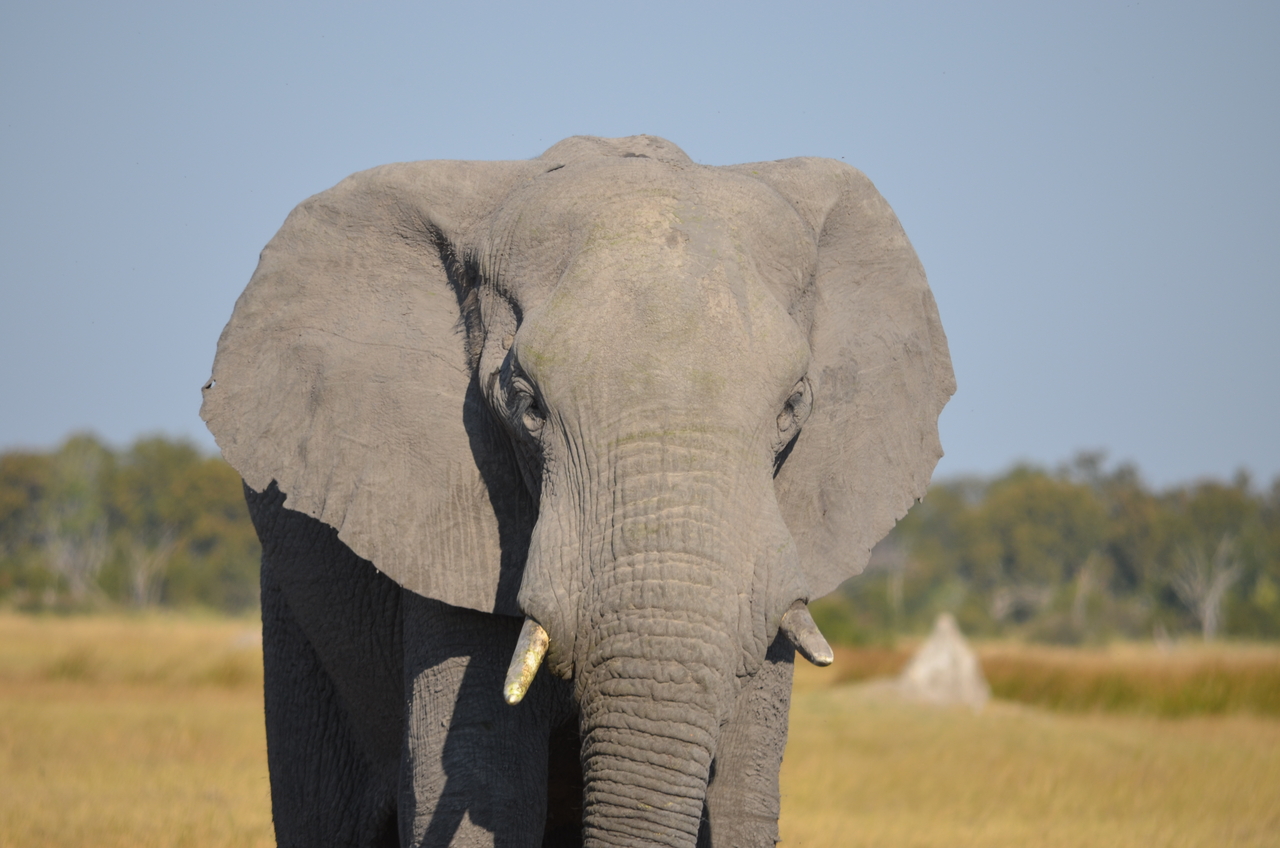 [24498] 2016_06_30_06_08_09_Africa_NIKON_D5100_IMG__00734.jpg