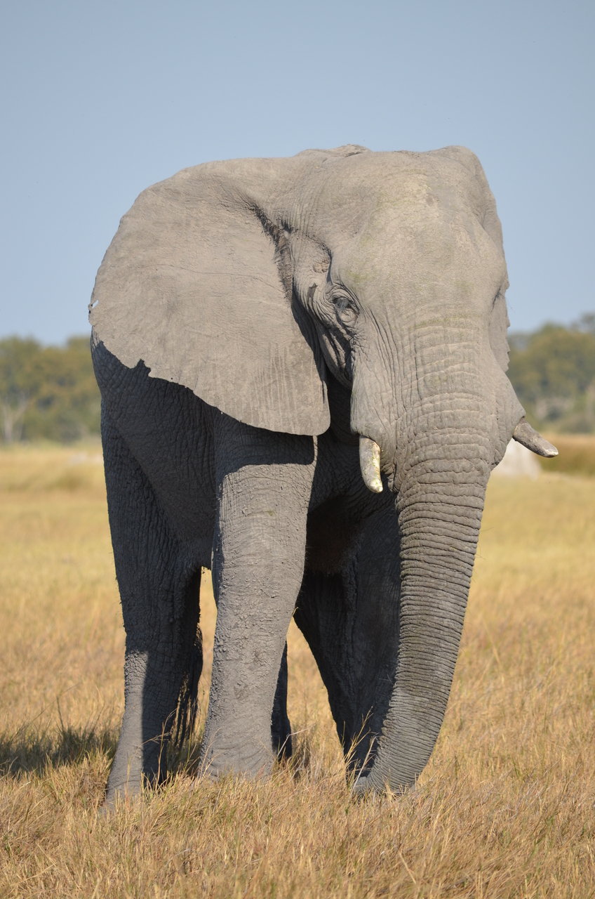 [24503] 2016_06_30_06_08_50_Africa_NIKON_D5100_IMG__05358.jpg