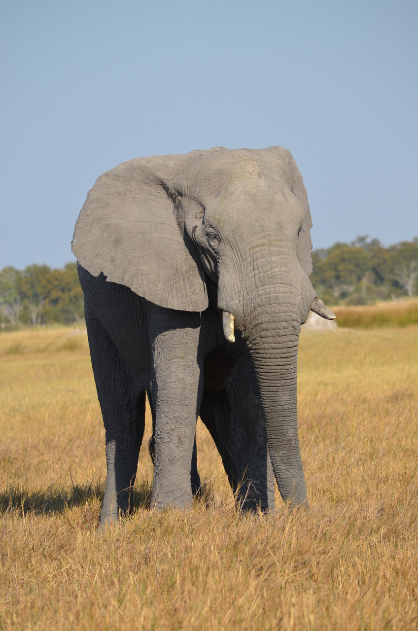[24505] 2016_06_30_06_08_58_Africa_NIKON_D5100_IMG__05359.jpg