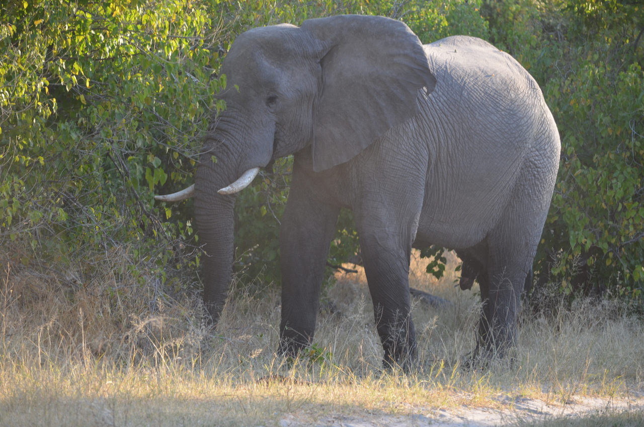 [24618] 2016_06_30_07_10_12_Africa_NIKON_D5100_IMG__00739.jpg