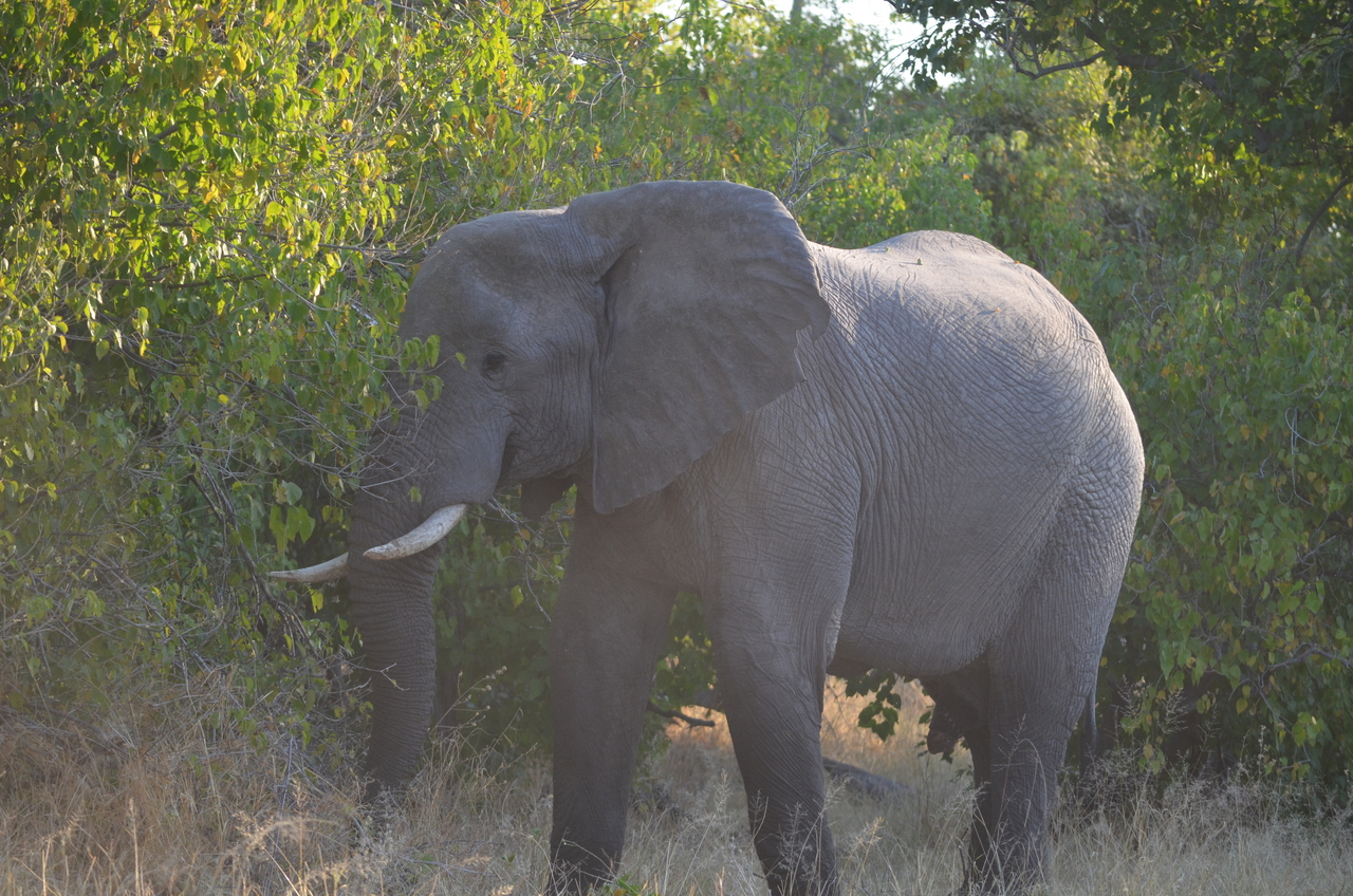 [24620] 2016_06_30_07_10_16_Africa_NIKON_D5100_IMG__00740.jpg