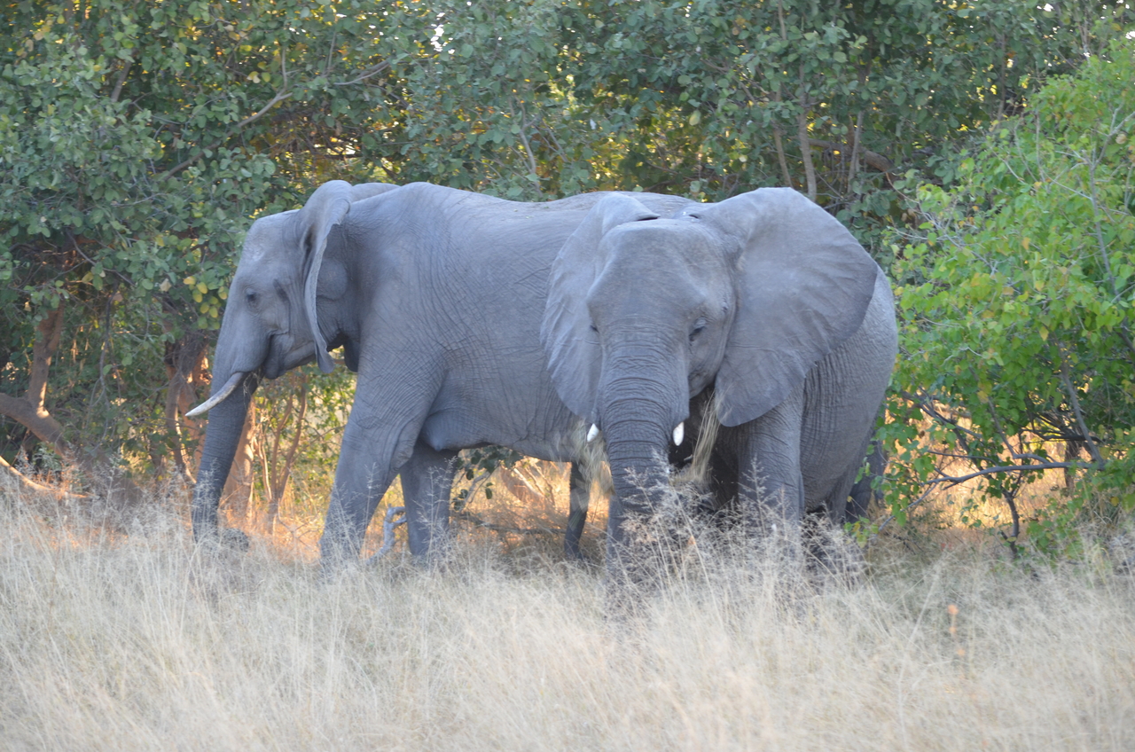 [24635] 2016_06_30_07_24_52_Africa_NIKON_D5100_IMG__00742.jpg