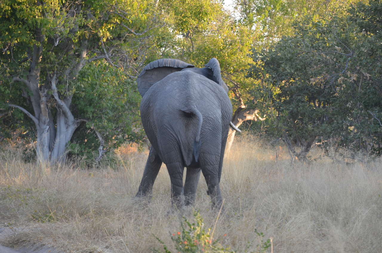 [24637] 2016_06_30_07_26_36_Africa_NIKON_D5100_IMG__00743.jpg