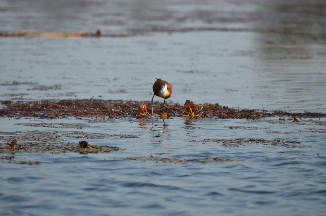 [26672] 2016_07_01_00_21_42_Africa_NIKON_D5100_IMG__00748.jpg