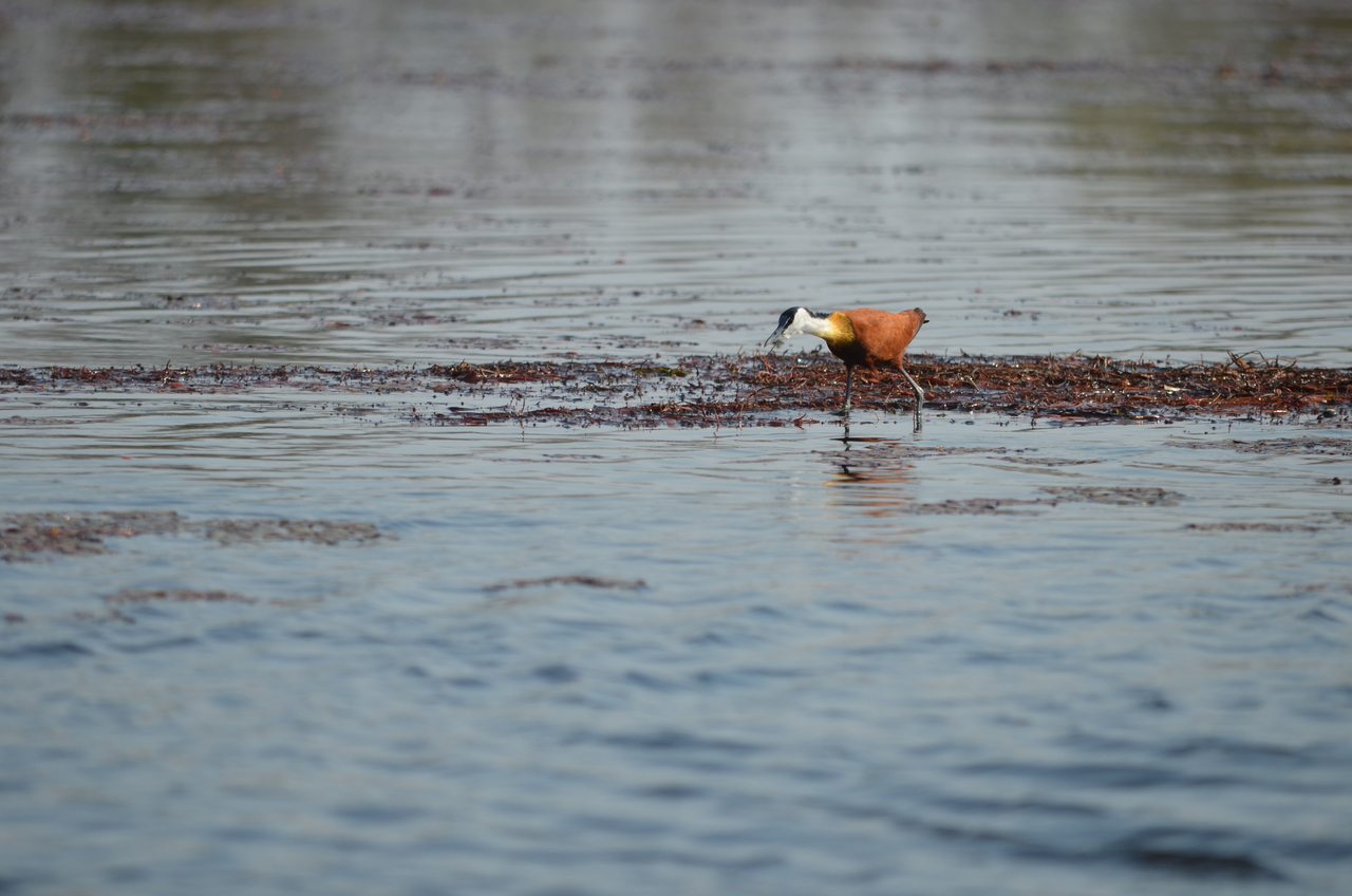 [26678] 2016_07_01_00_22_04_Africa_NIKON_D5100_IMG__00751.jpg