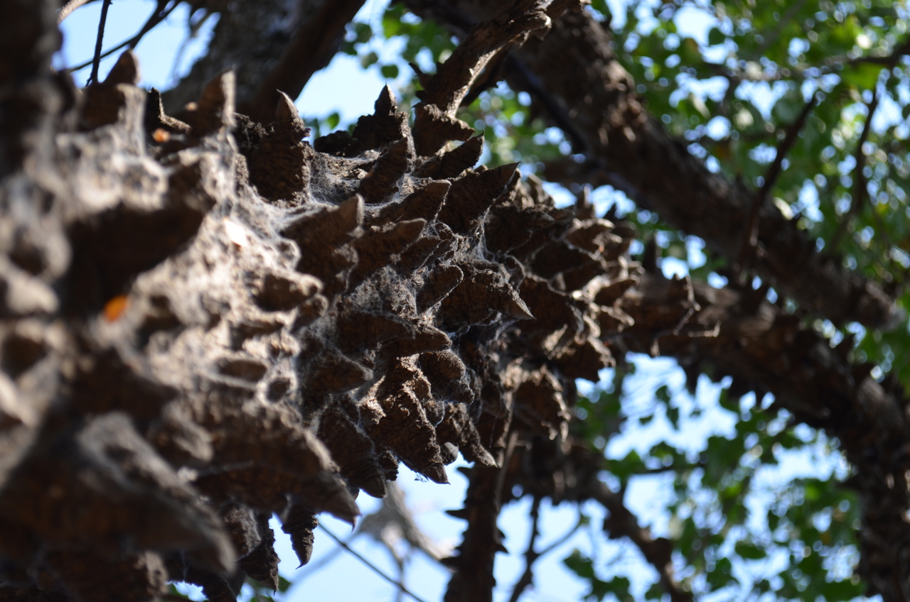 [26711] 2016_07_01_04_31_08_Africa_NIKON_D5100_IMG__05389.jpg
