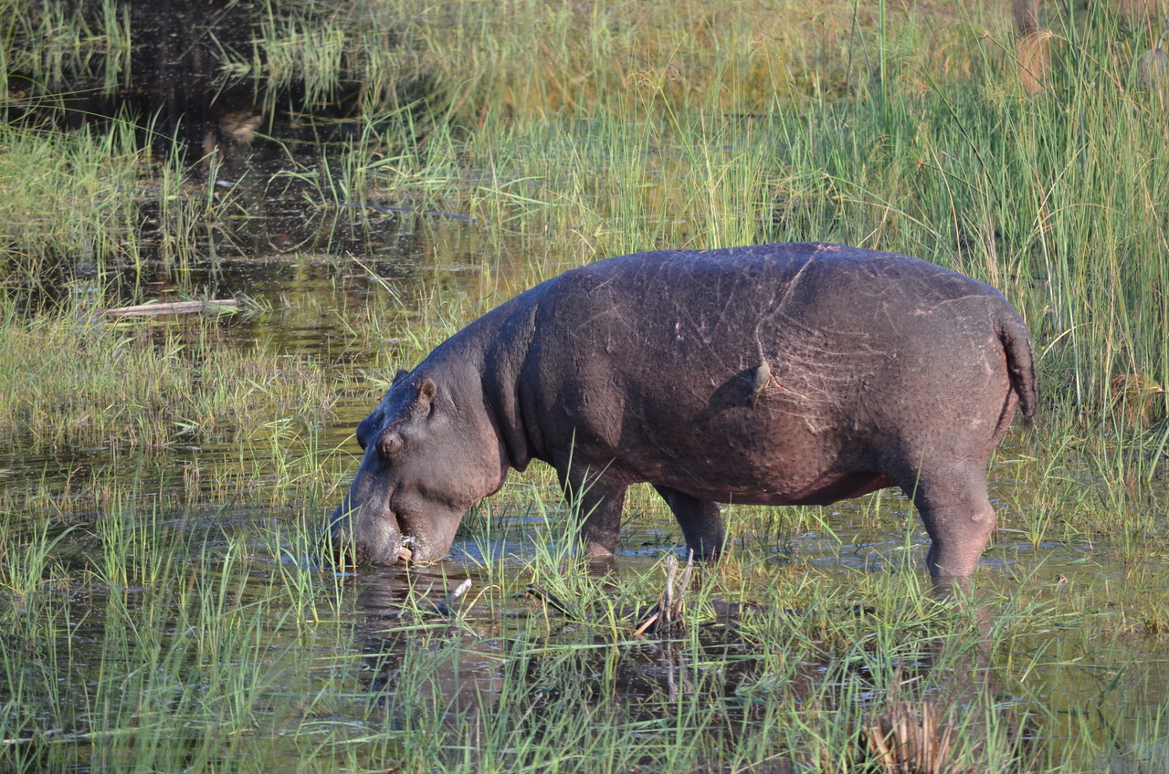 [27519] 2016_07_01_23_04_29_Africa_NIKON_D5100_IMG__05497.jpg
