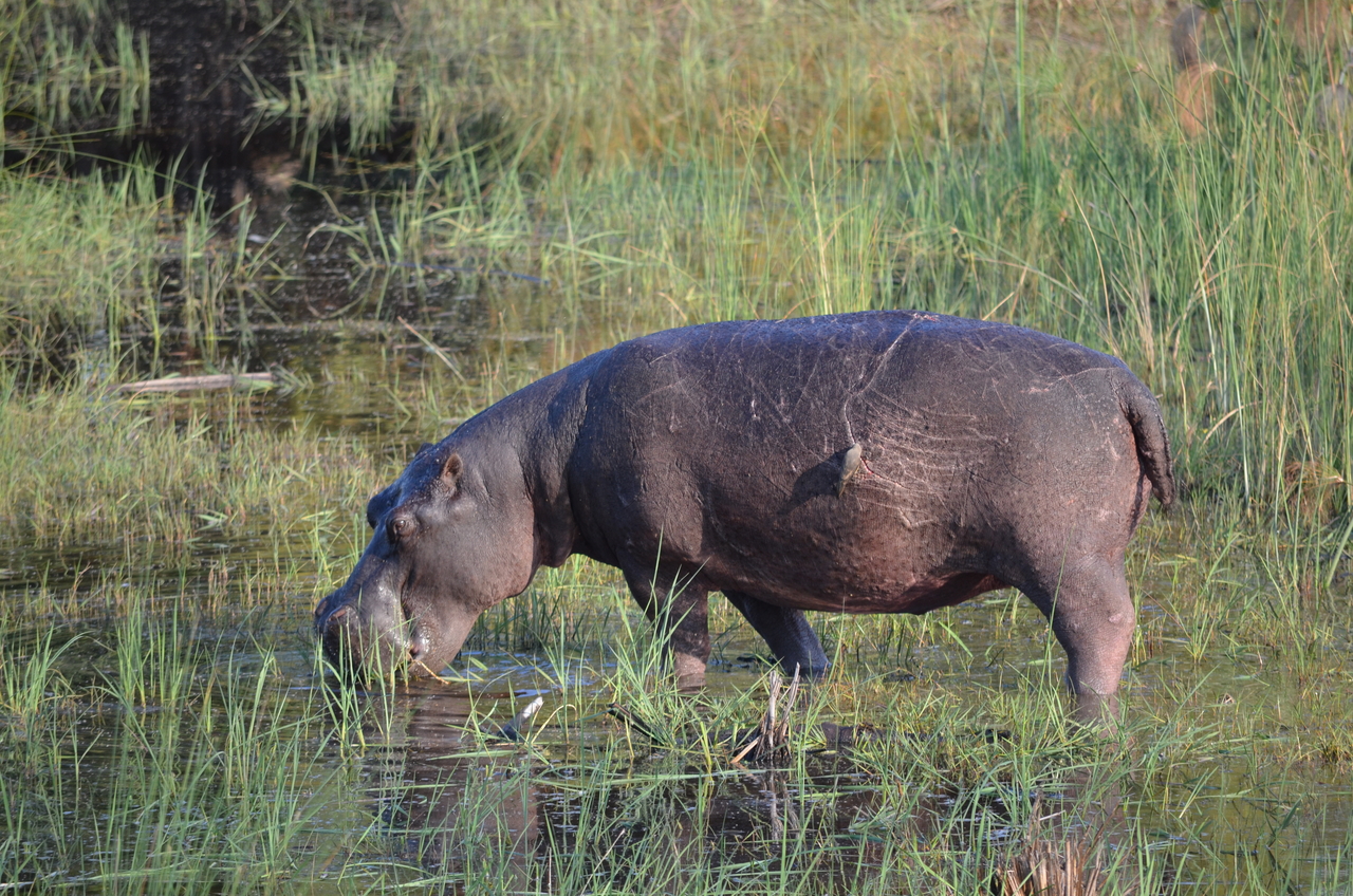 [27521] 2016_07_01_23_04_30_Africa_NIKON_D5100_IMG__05498.jpg