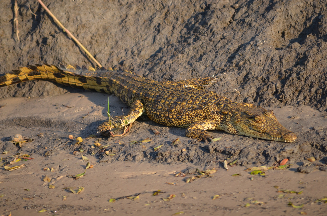 [27829] 2016_07_02_06_59_22_Africa_NIKON_D5100_IMG__00882.jpg