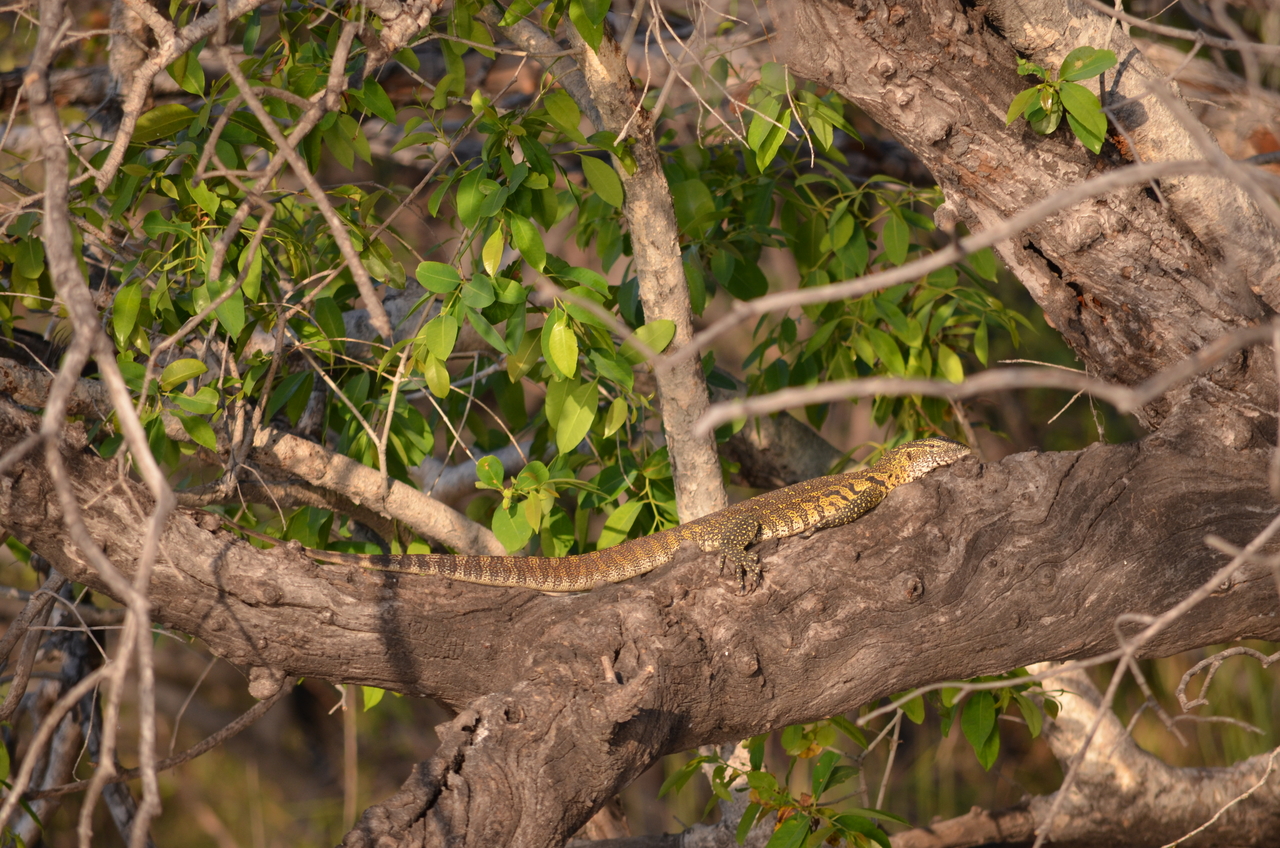 [27840] 2016_07_02_07_12_48_Africa_NIKON_D5100_IMG__05509.jpg