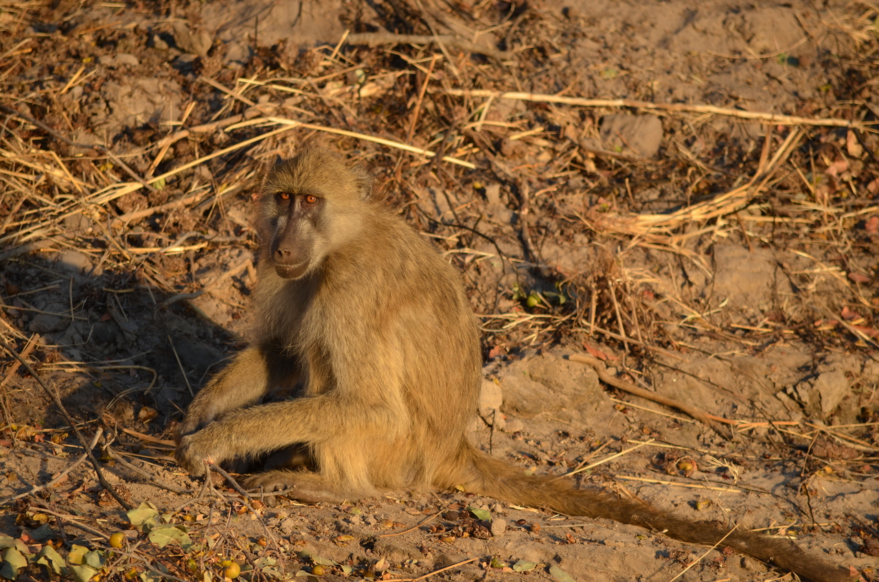 [33049] 2016_07_04_07_36_37_Africa_NIKON_D5100_IMG__05609.jpg