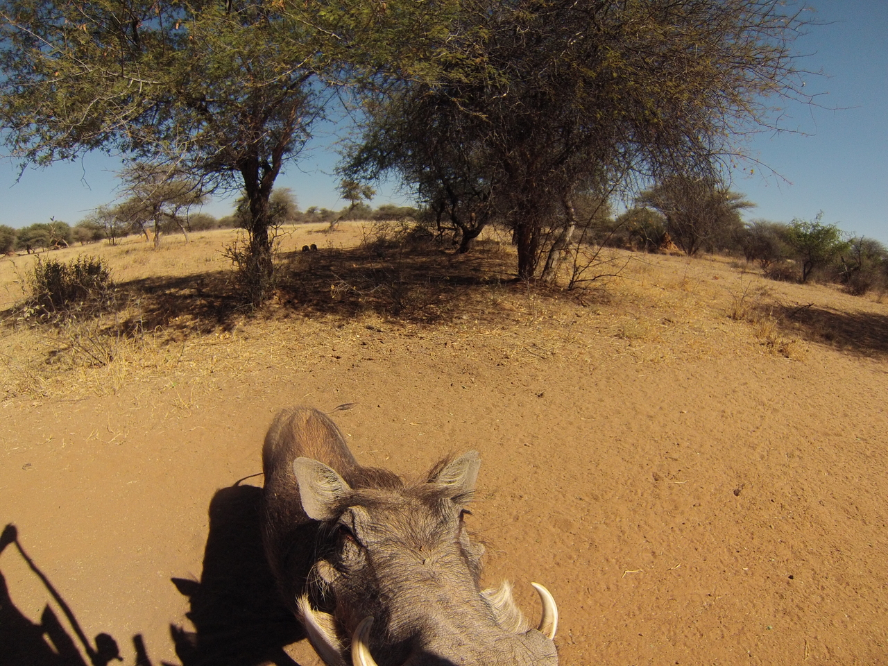 [8883] 2016_06_23_12_09_14_Africa_Hero3-Silver_Edition_IMG__00822.jpg