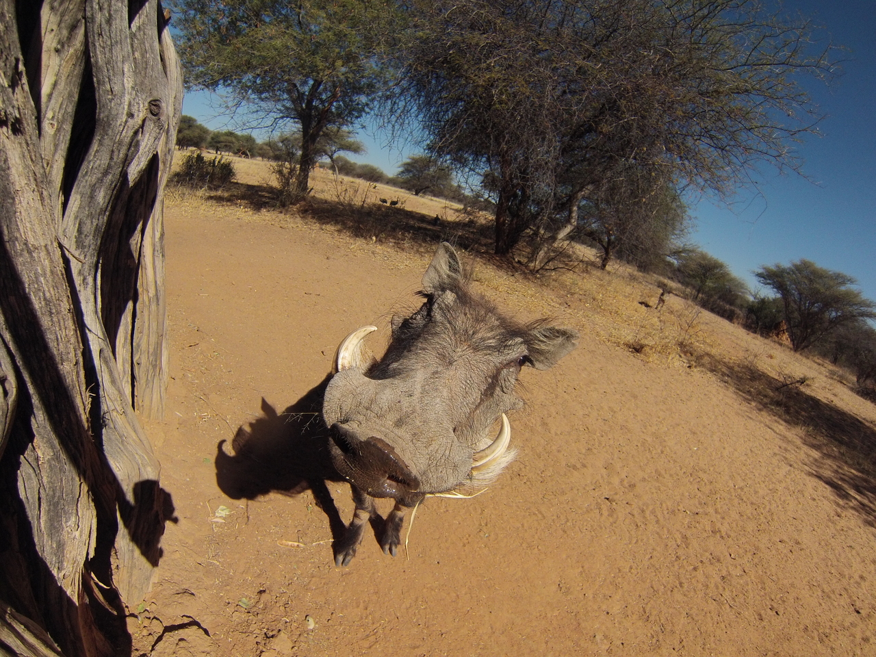 [8899] 2016_06_23_12_09_38_Africa_Hero3-Silver_Edition_IMG__00830.jpg