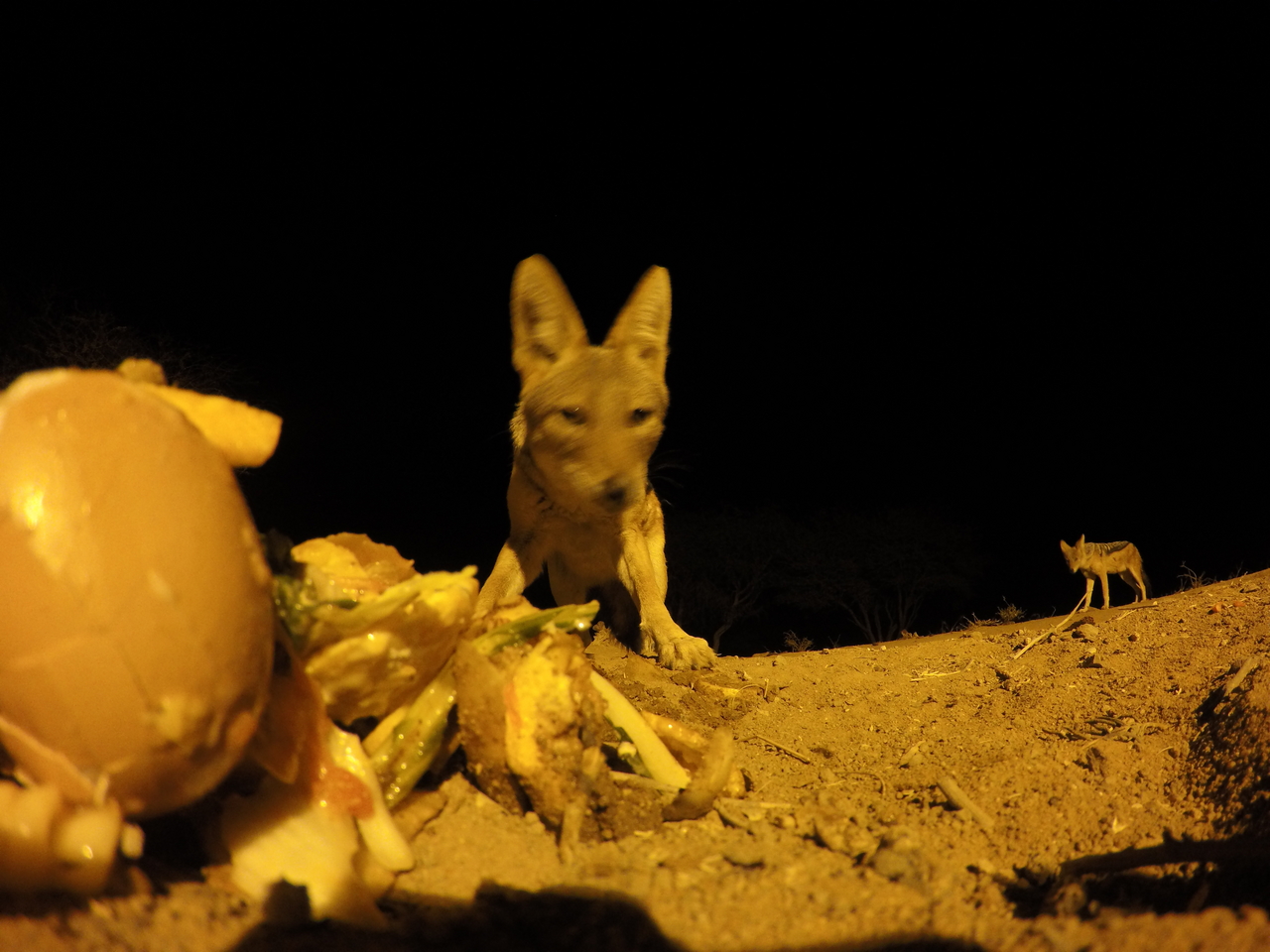 [10214] 2016_06_23_19_01_46_Africa_HERO4_Silver_IMG__03887.jpg