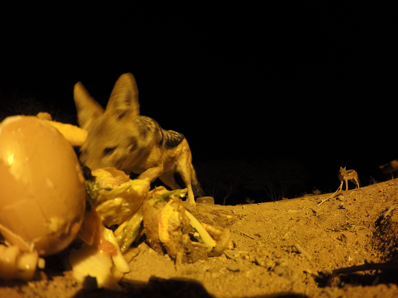 [10223] 2016_06_23_19_01_51_Africa_HERO4_Silver_IMG__03888.jpg