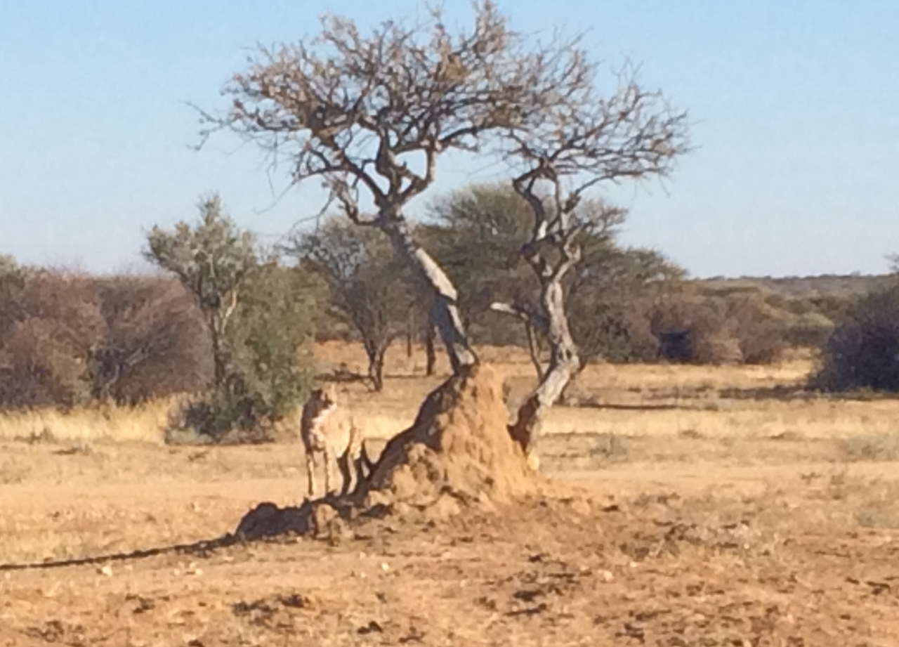 [1202] 2016_06_22_02_56_05_Africa_iPhone_5s_IMG__05769.jpg