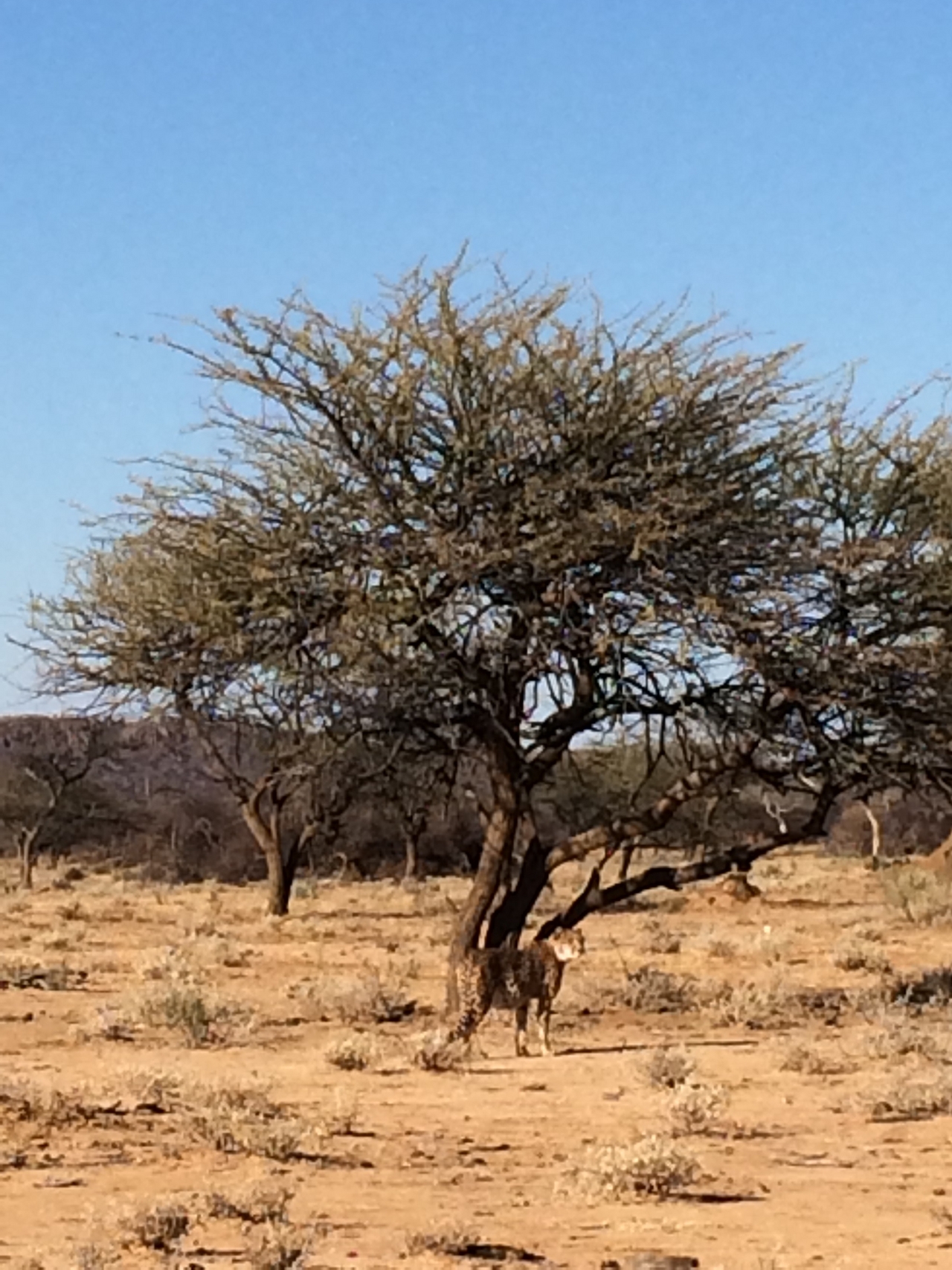 [1639] 2016_06_22_03_14_09_Africa_iPhone_5s_IMG__00159.jpg